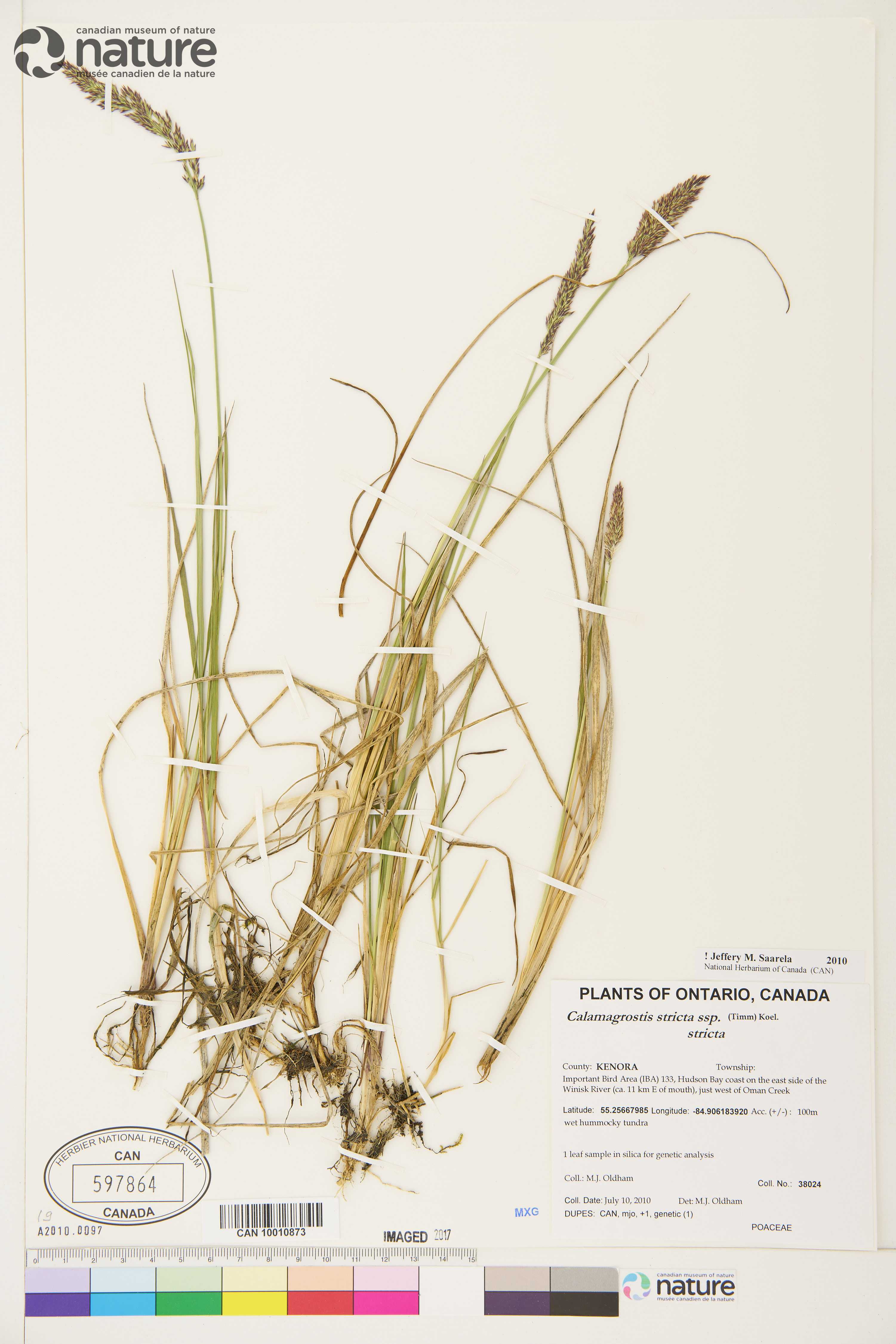 Calamagrostis stricta subsp. stricta image