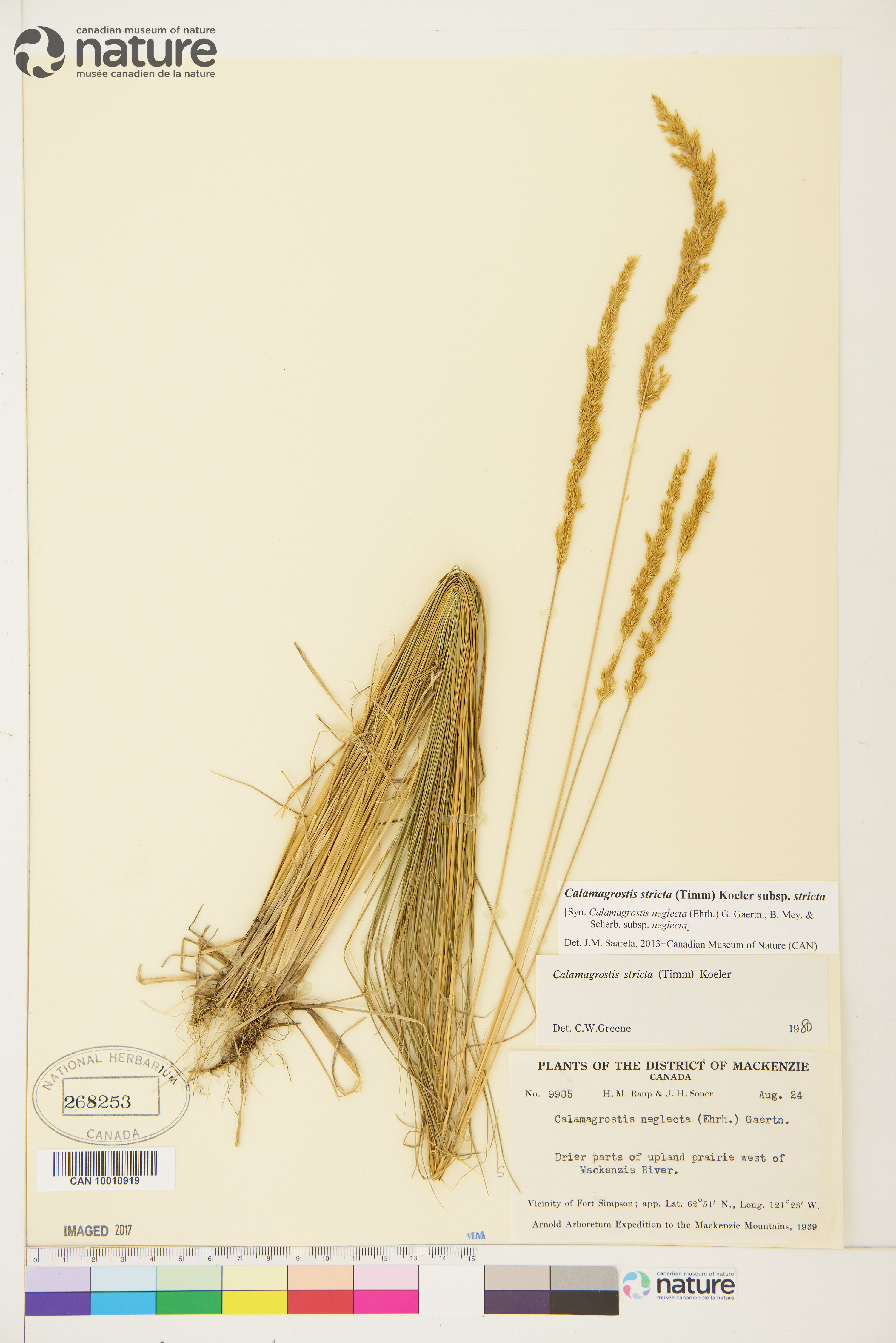 Calamagrostis stricta subsp. stricta image