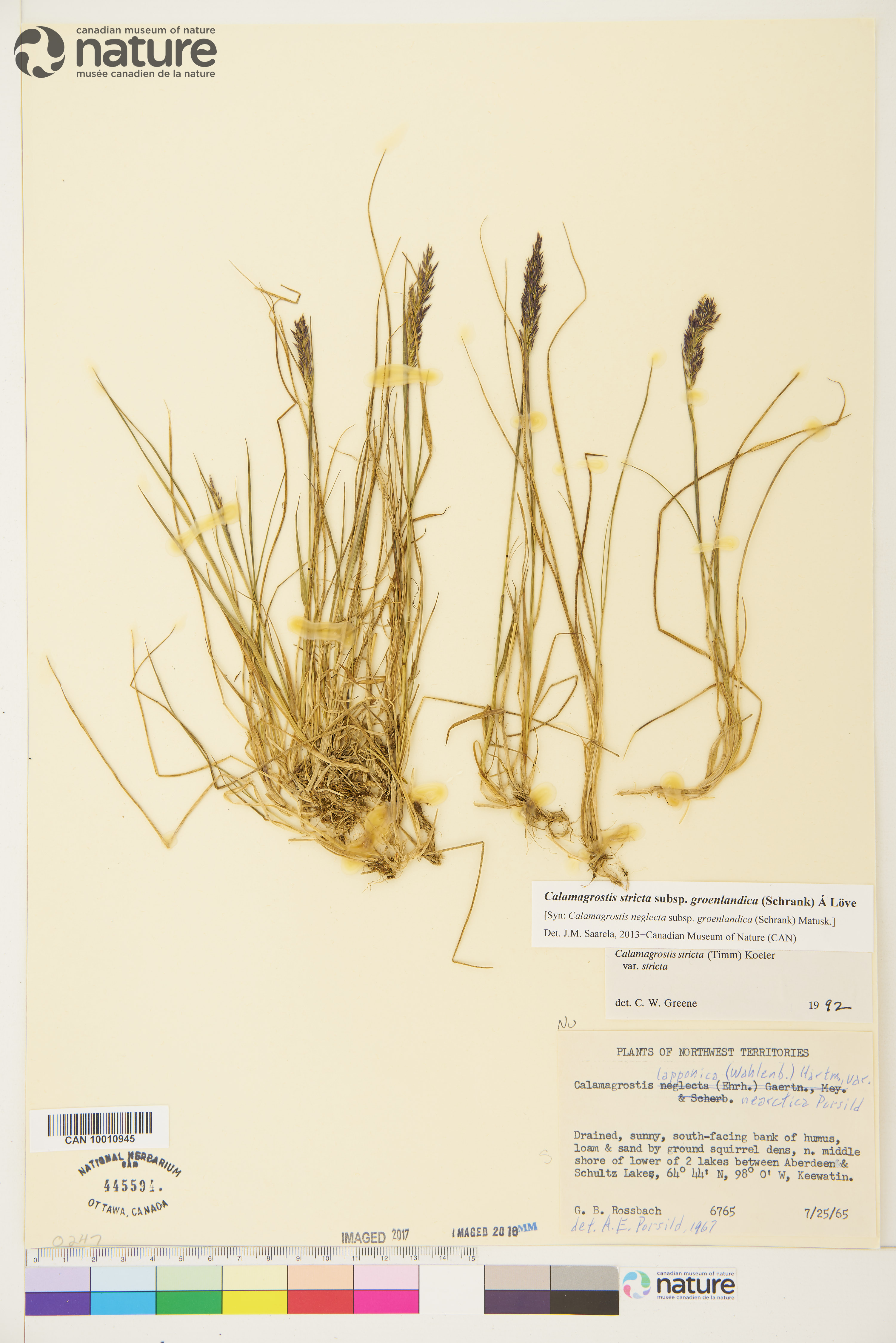 Calamagrostis stricta subsp. groenlandica image