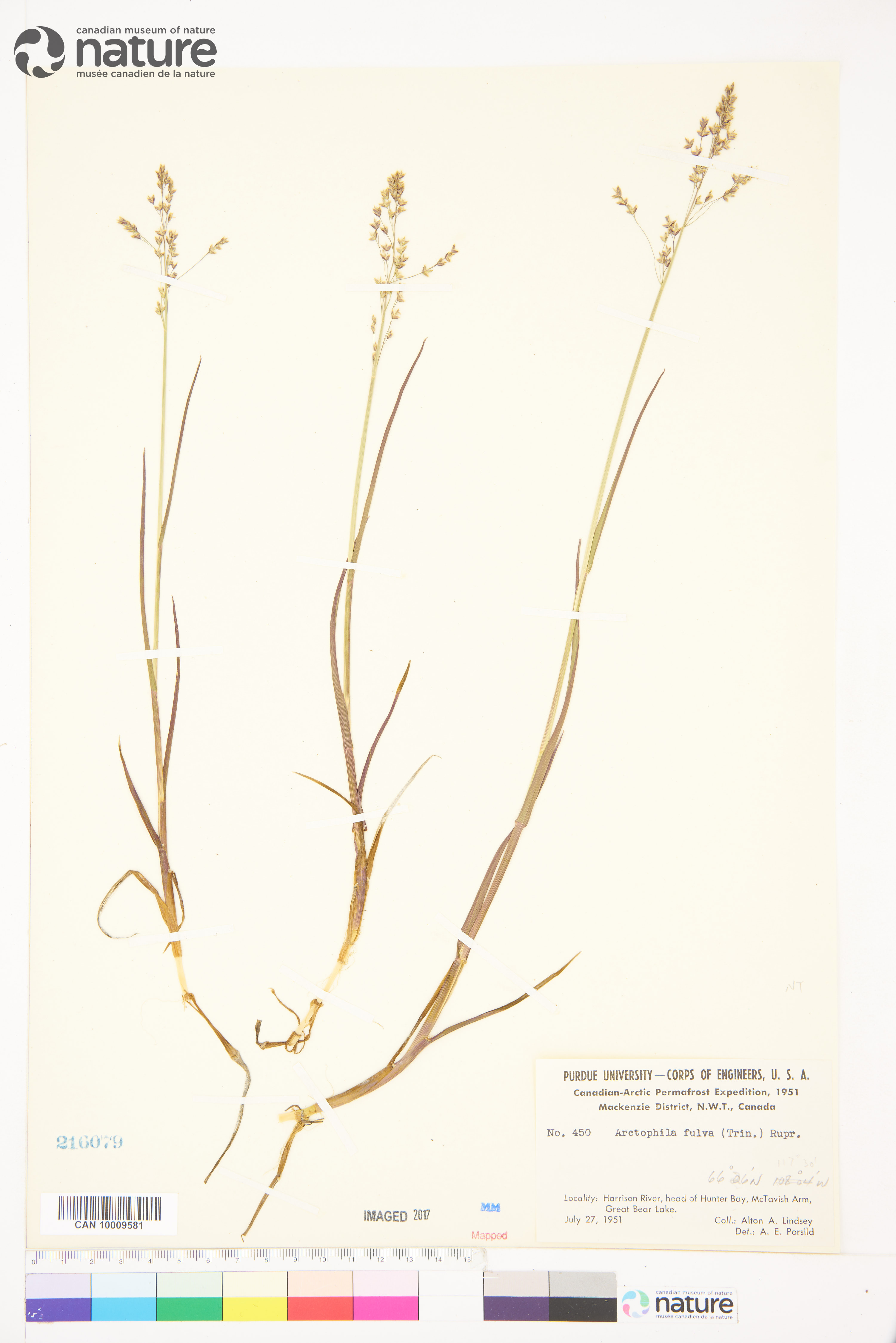 Arctophila fulva image
