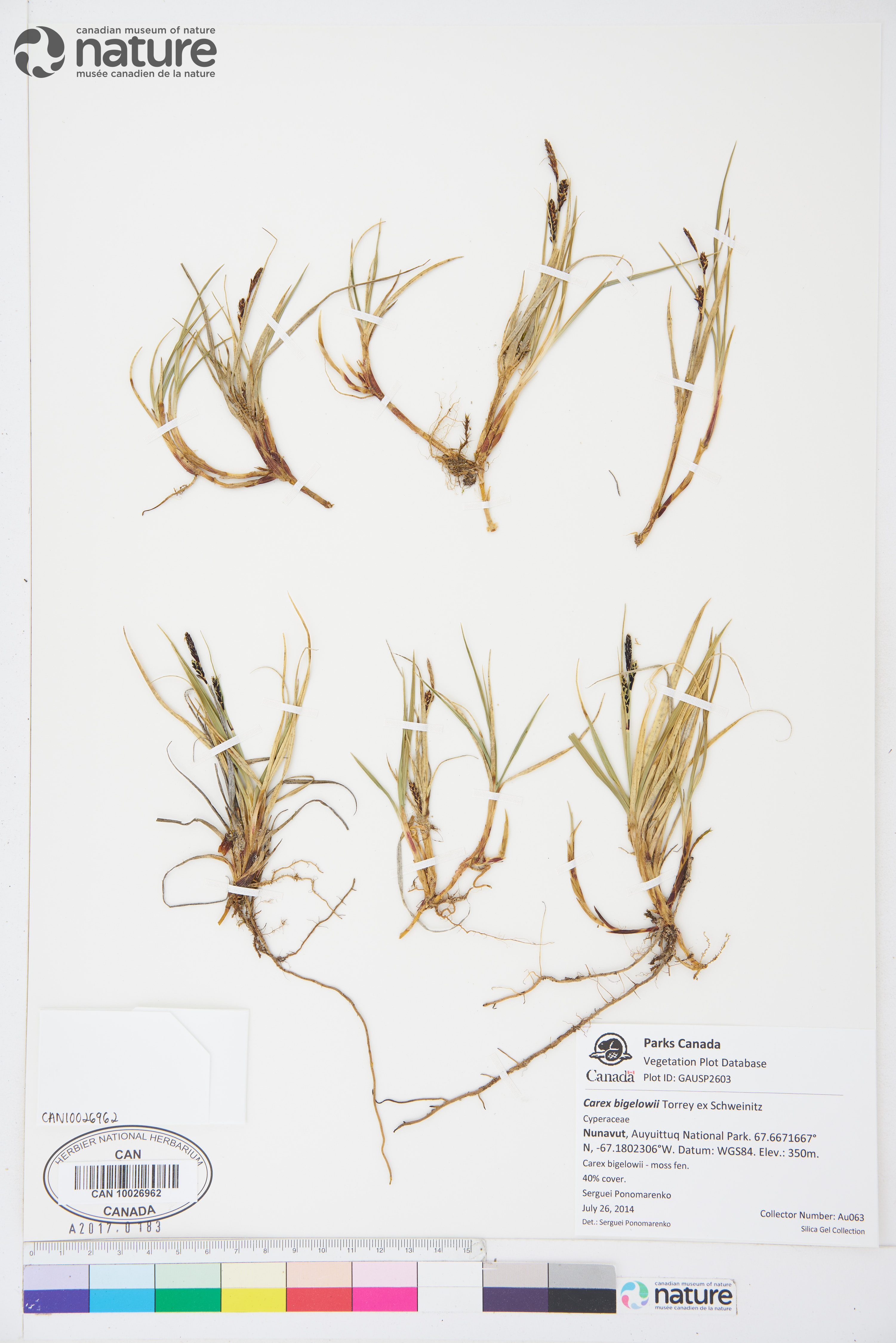 Carex bigelowii image