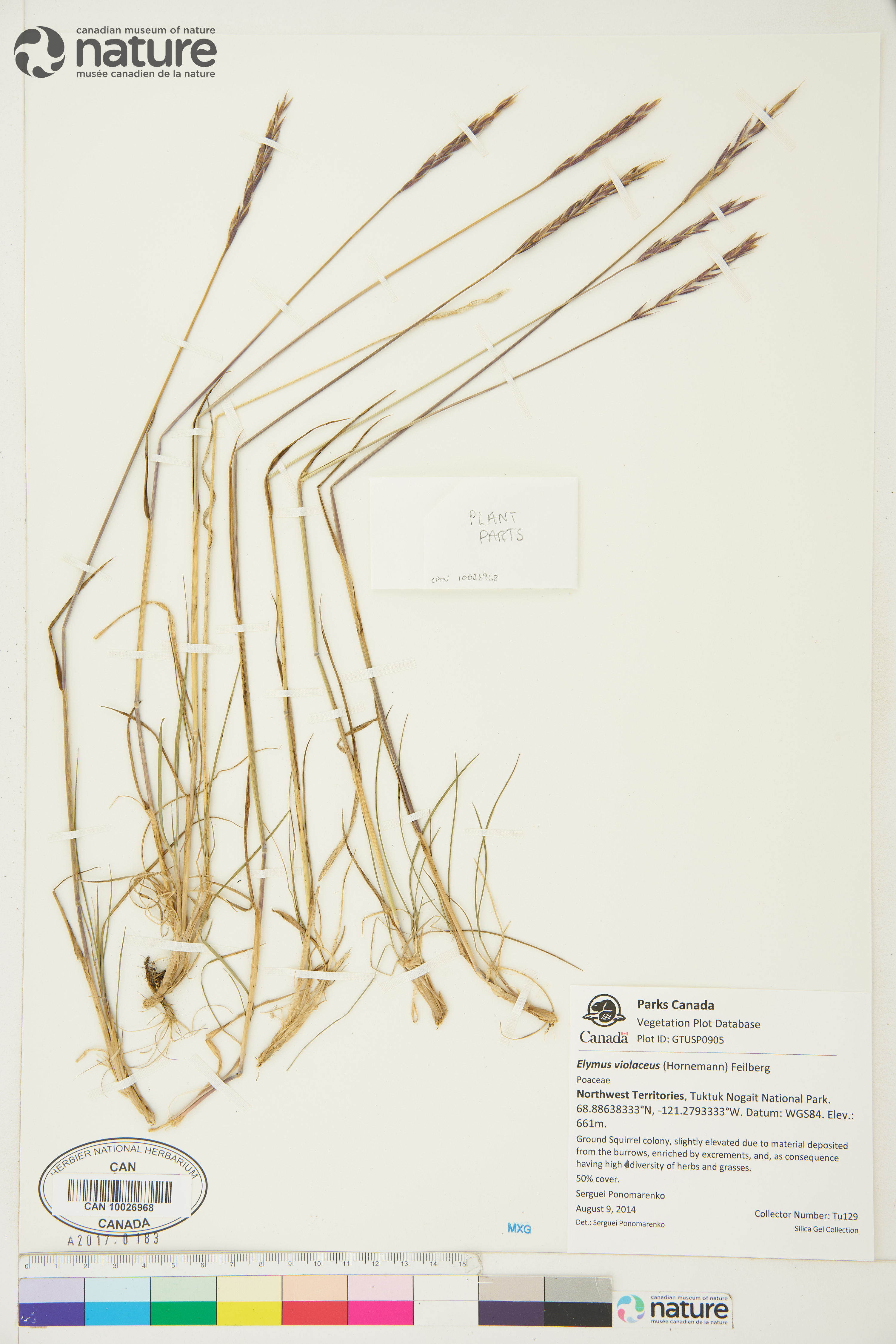 Elymus violaceus image