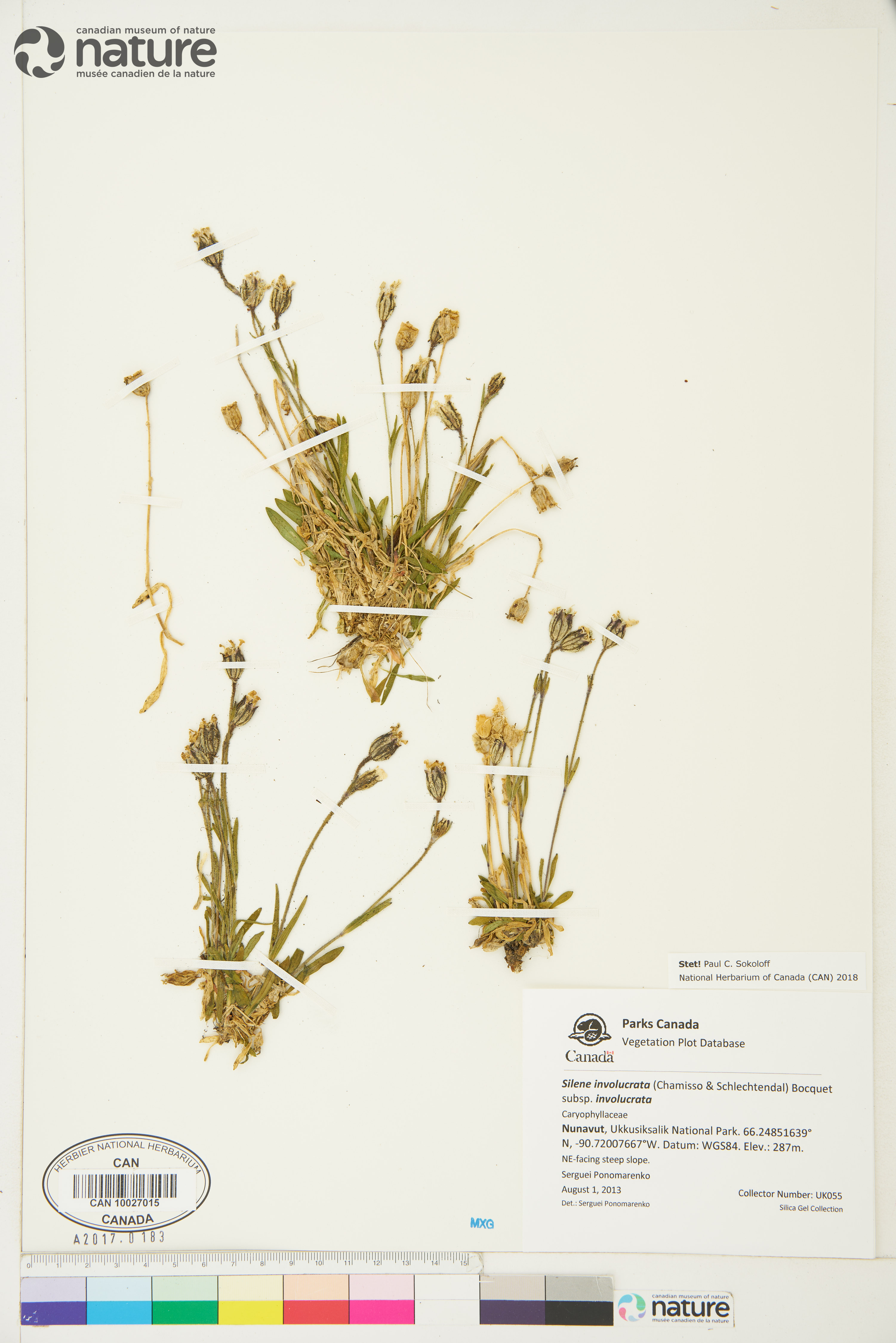 Silene involucrata subsp. involucrata image
