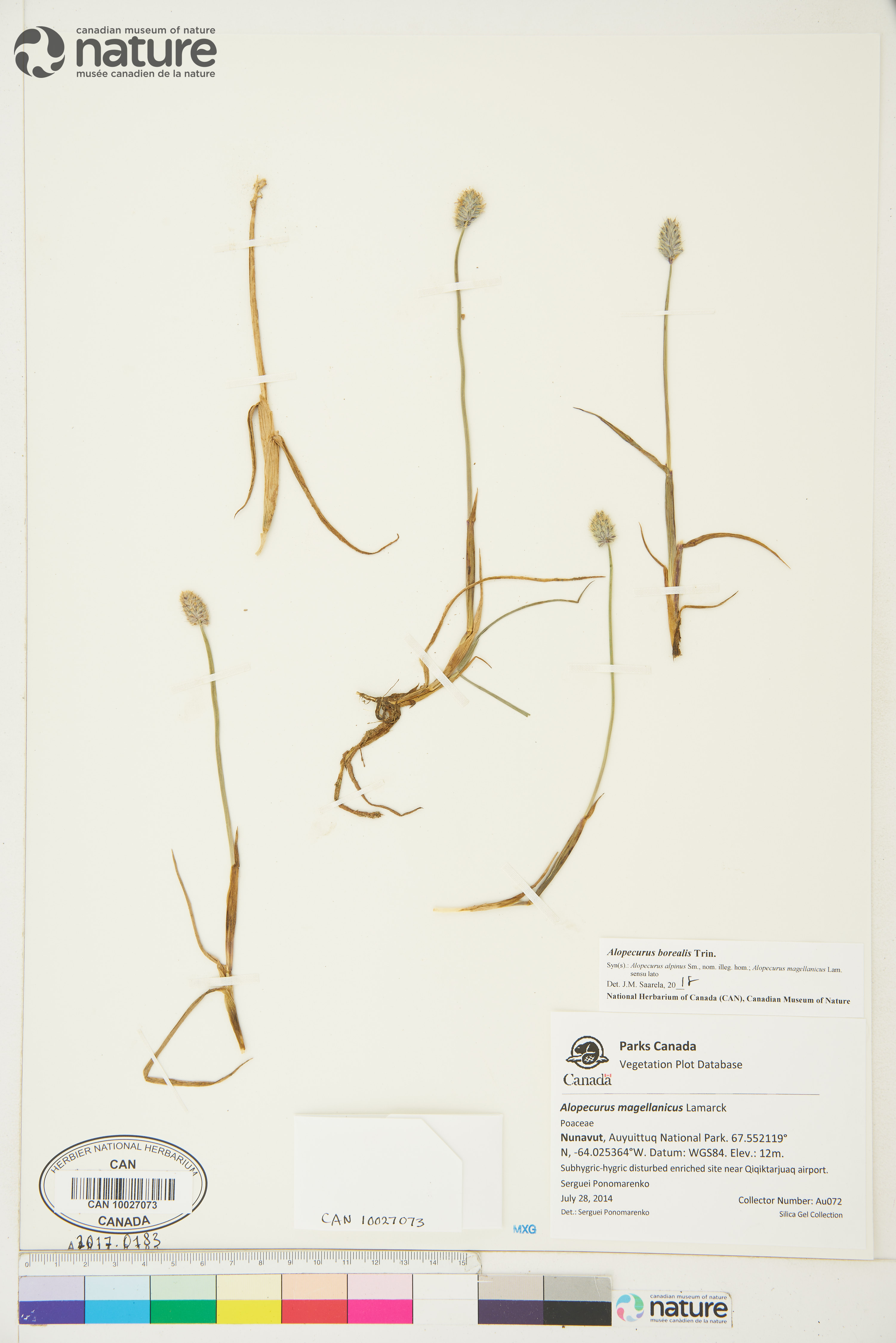 Alopecurus borealis image