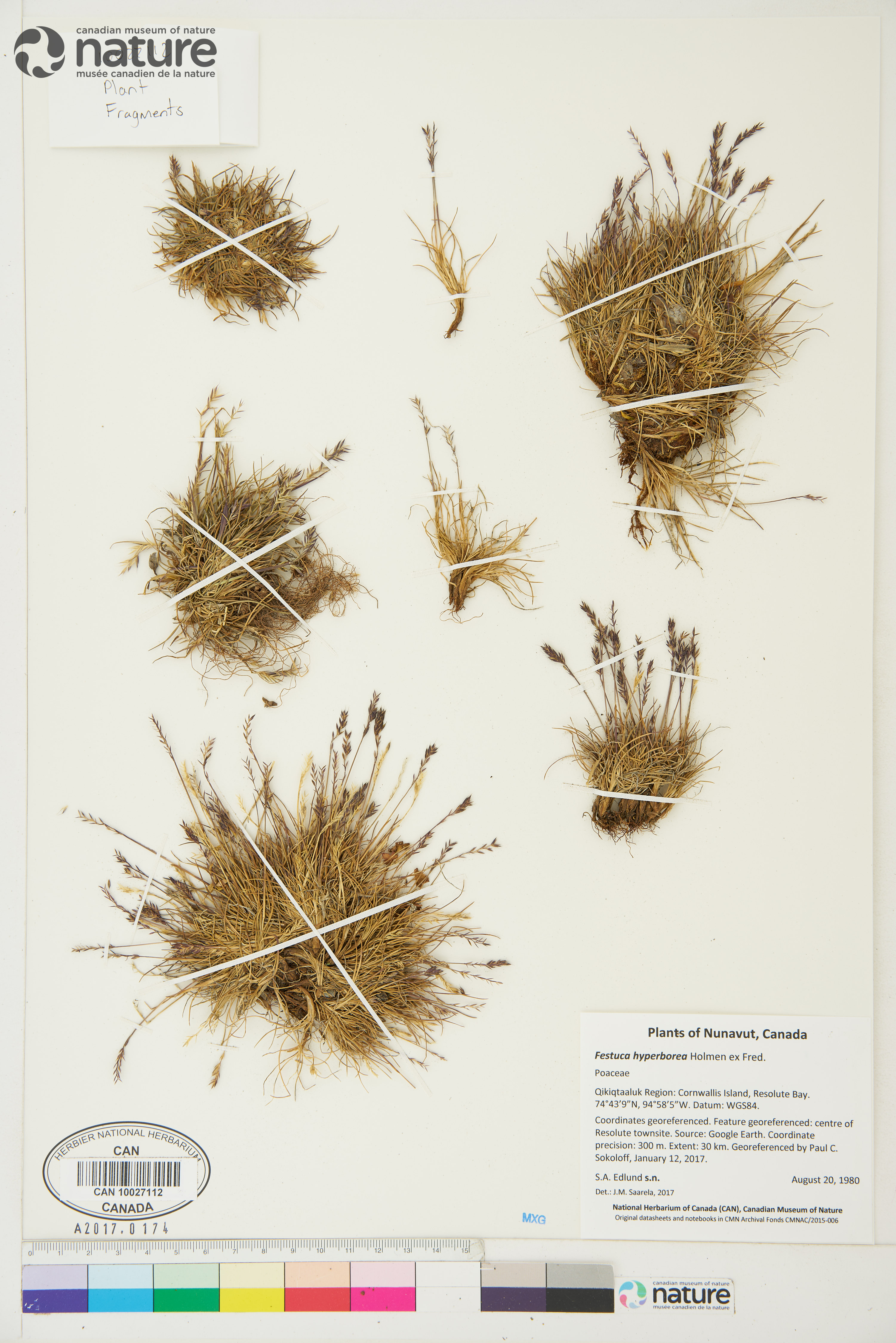 Festuca hyperborea image