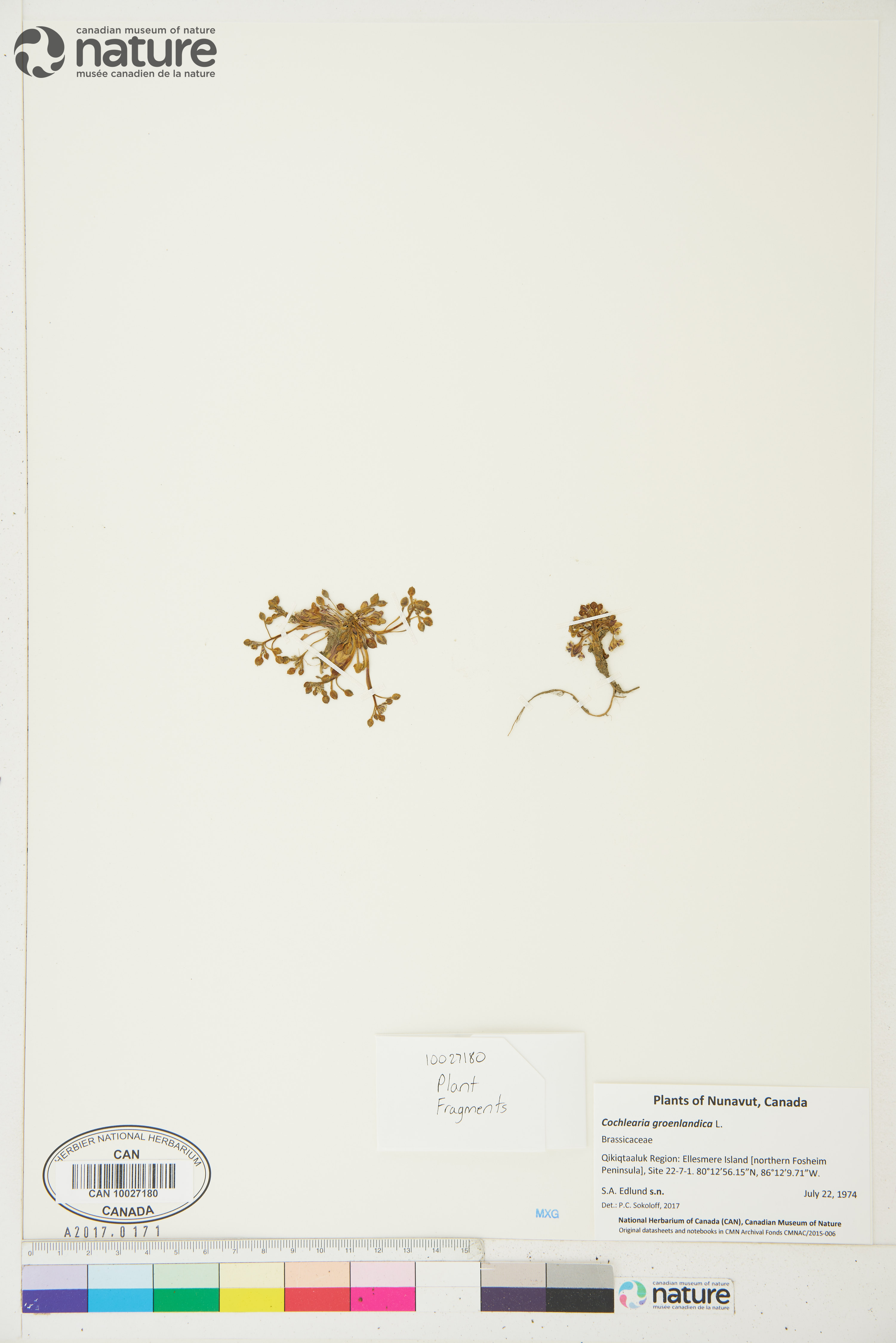 Cochlearia groenlandica image
