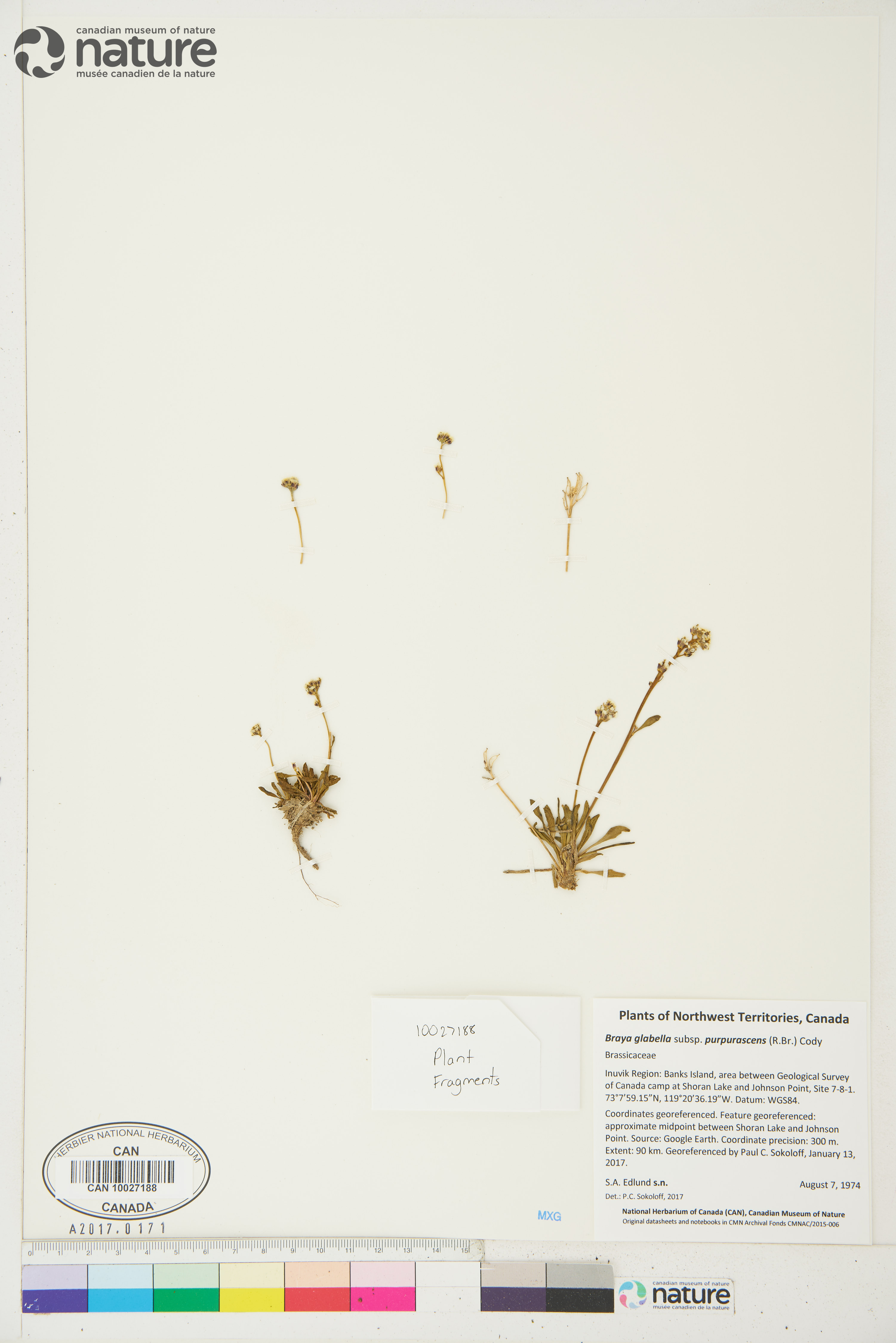 Braya glabella subsp. purpurascens image