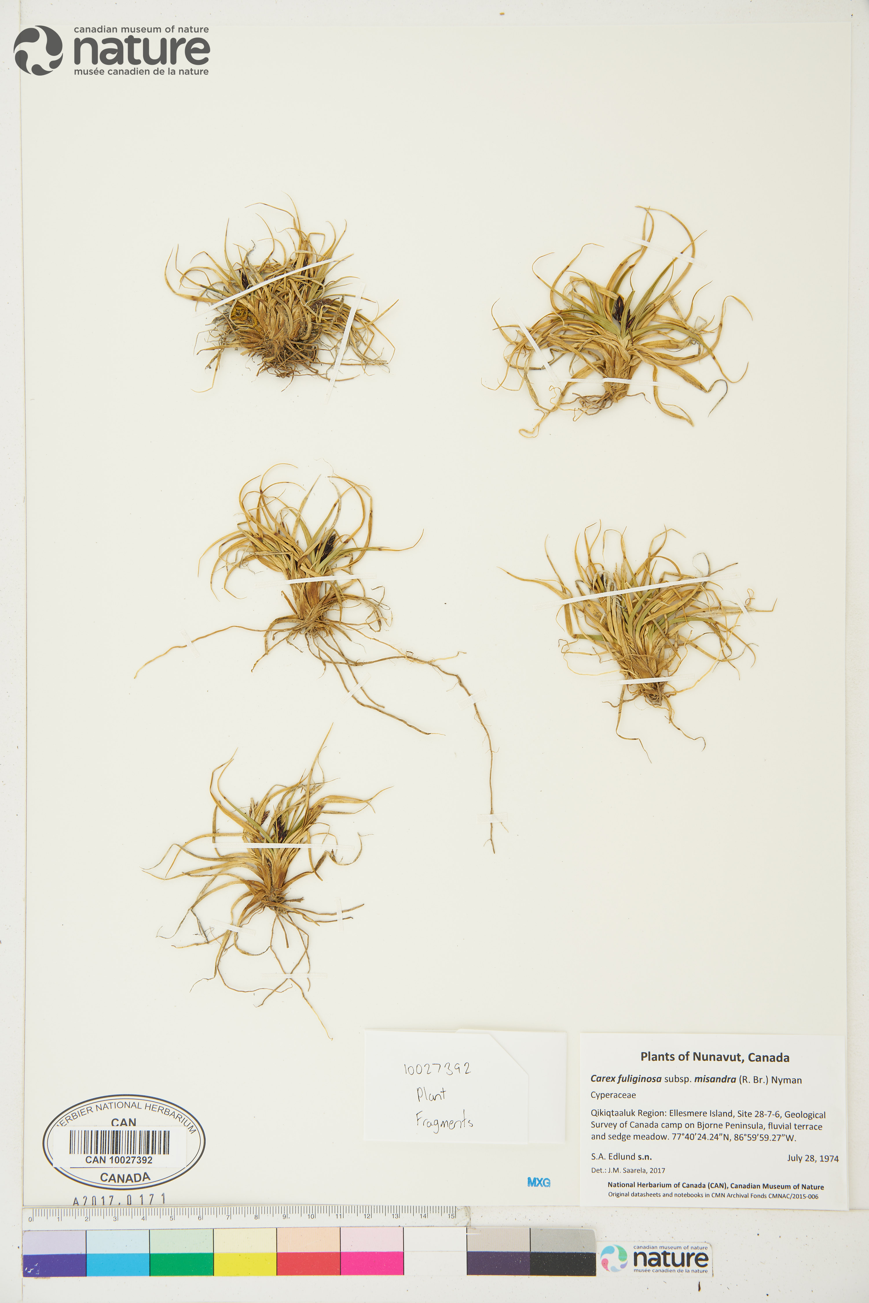 Carex fuliginosa subsp. misandra image