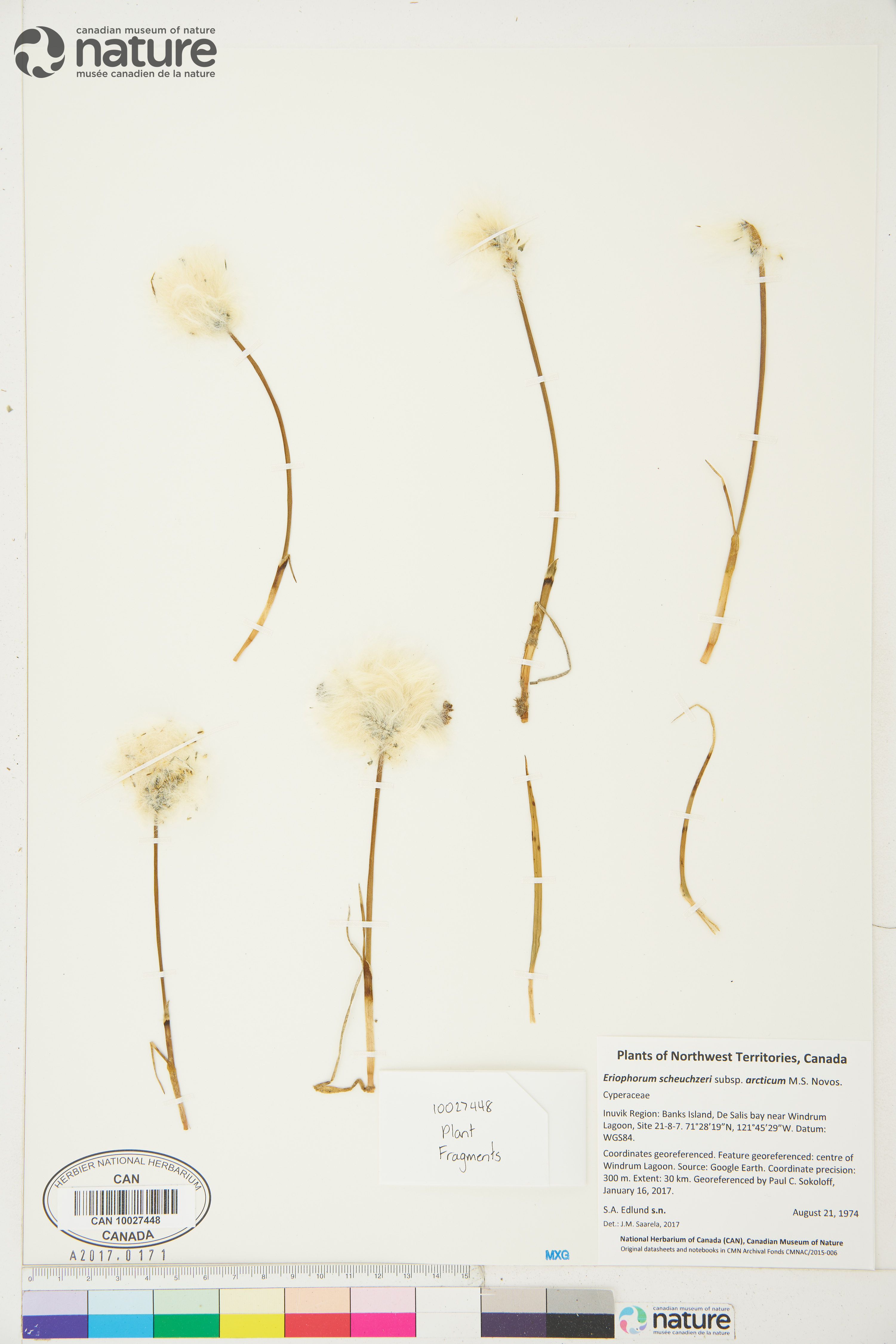 Eriophorum scheuchzeri subsp. arcticum image