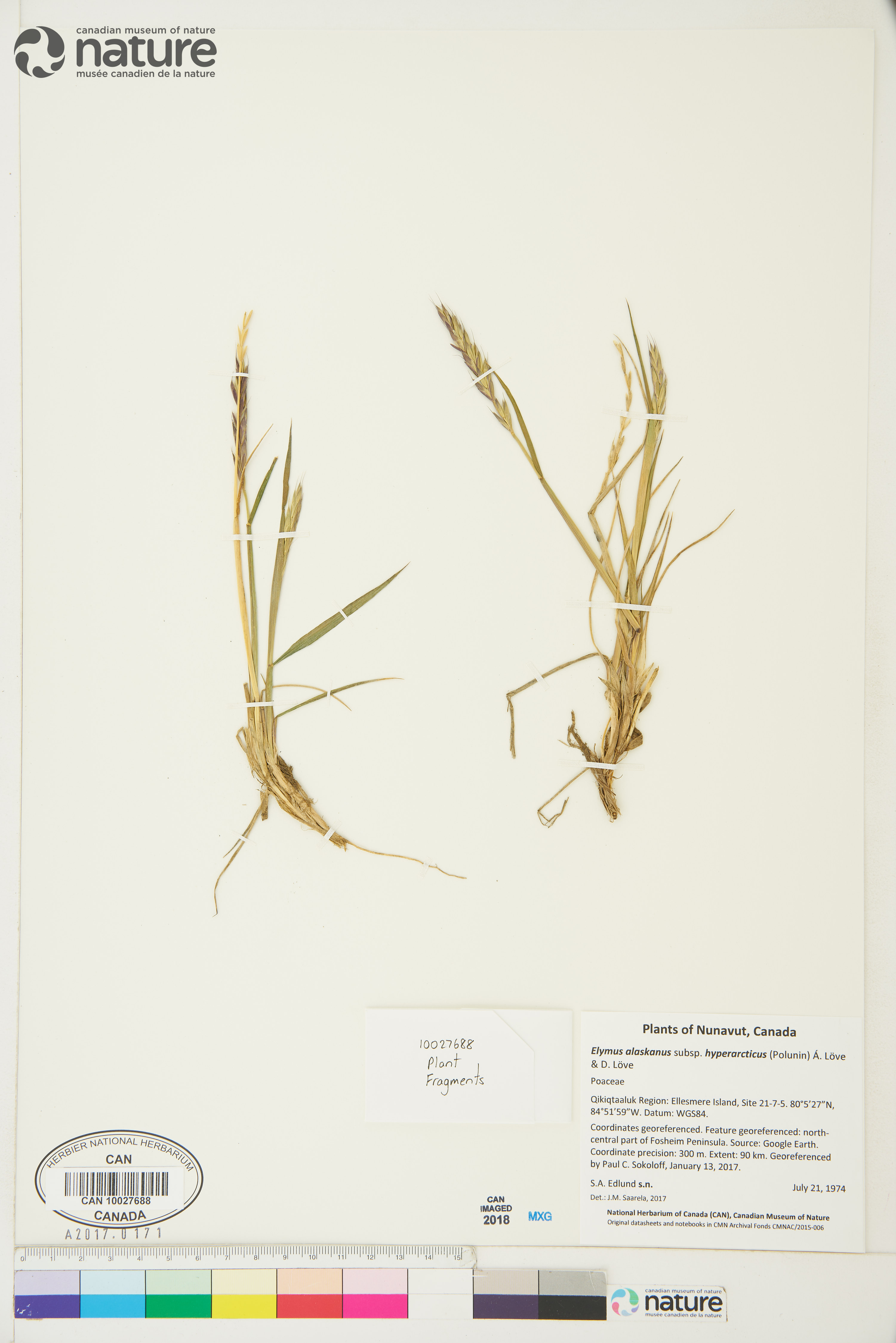 Elymus alaskanus subsp. hyperarcticus image