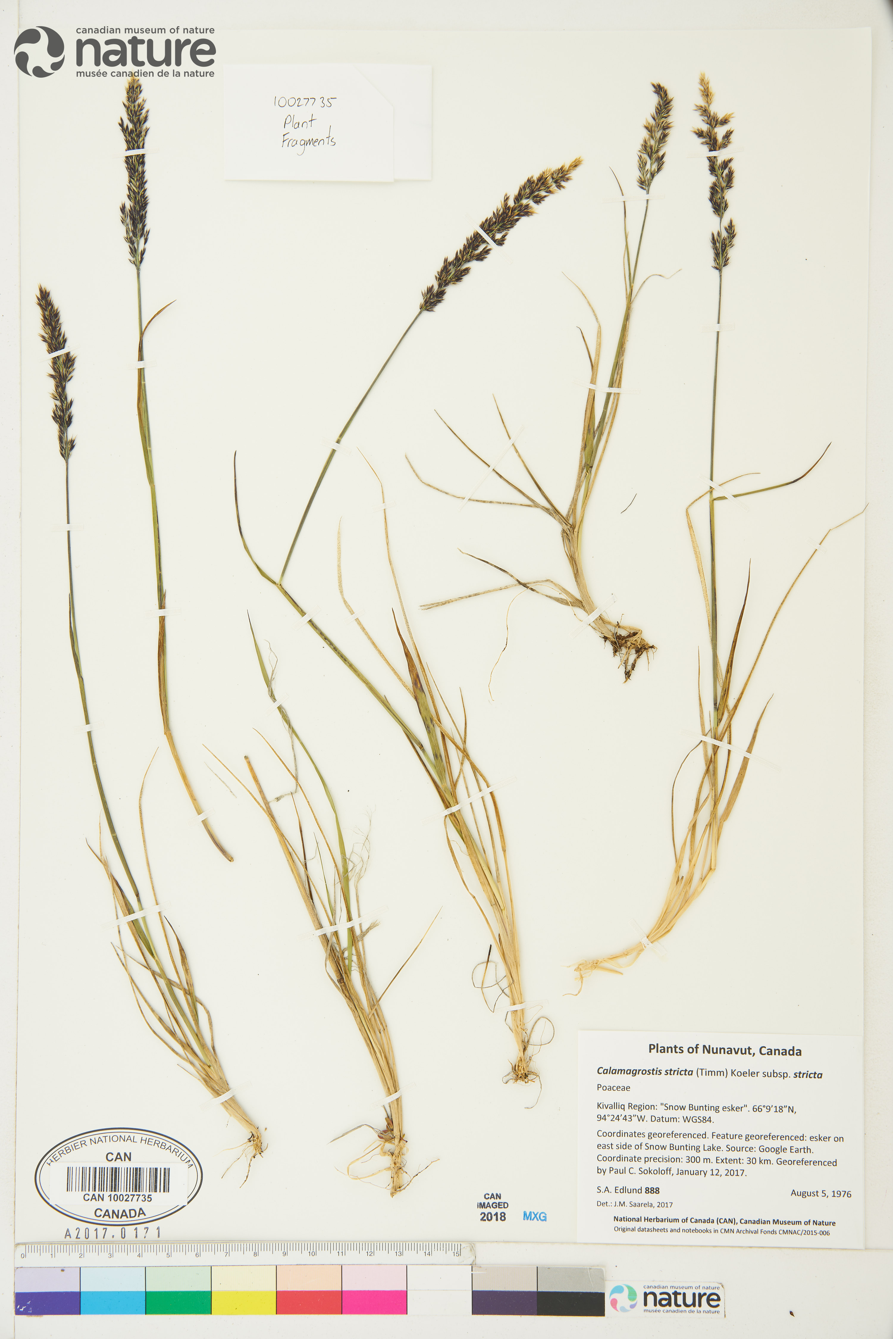 Calamagrostis stricta subsp. stricta image