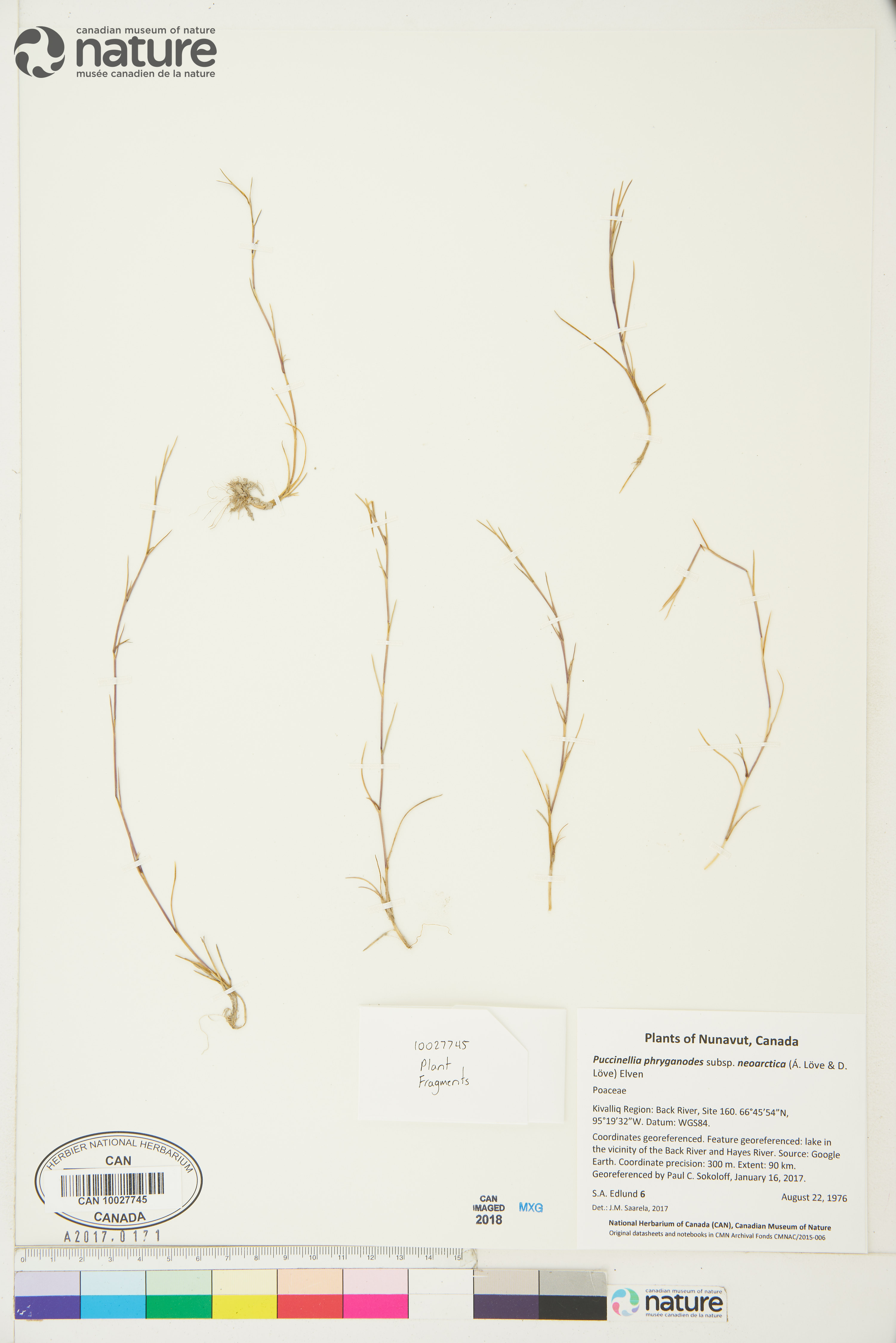 Puccinellia phryganodes image