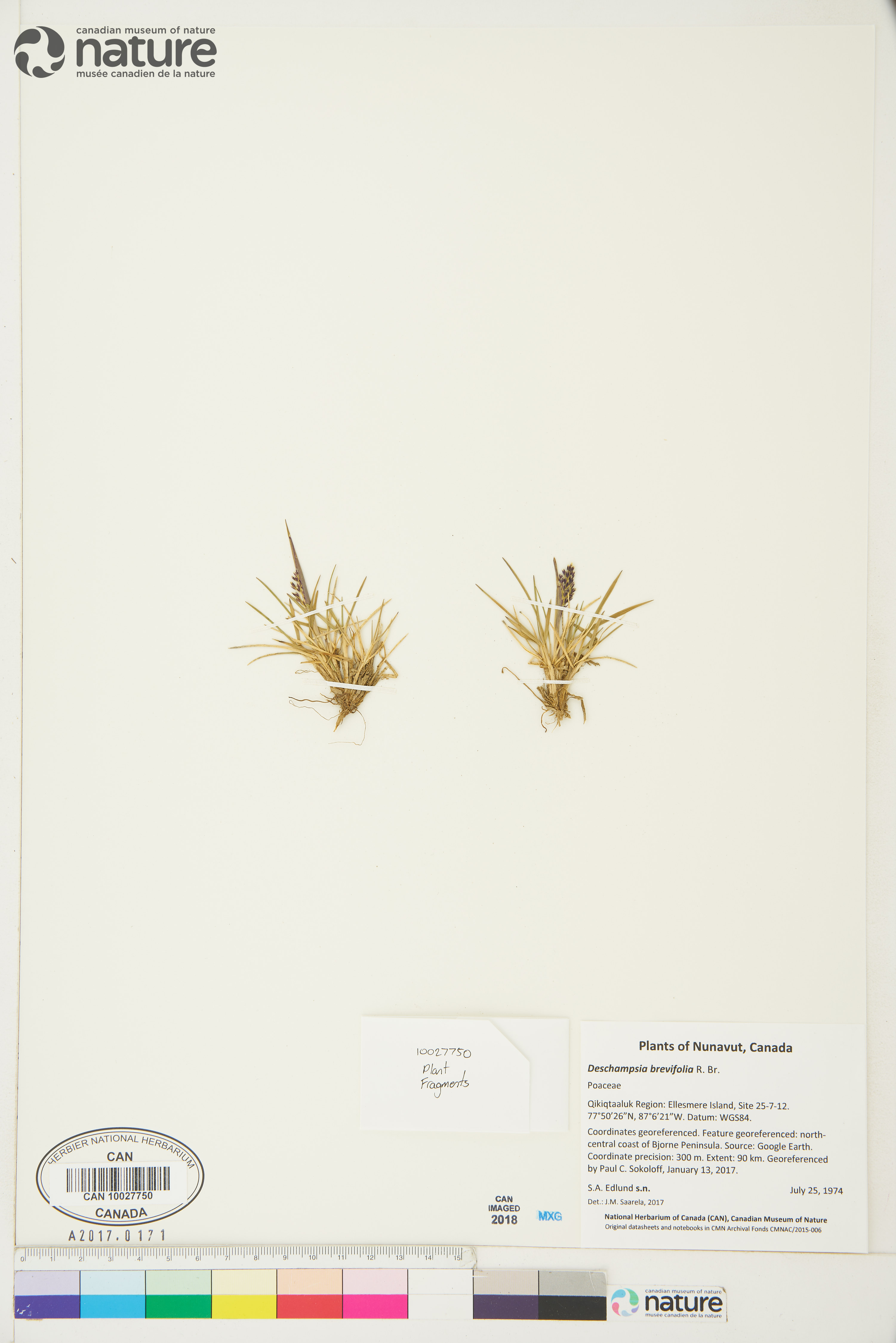 Deschampsia brevifolia image