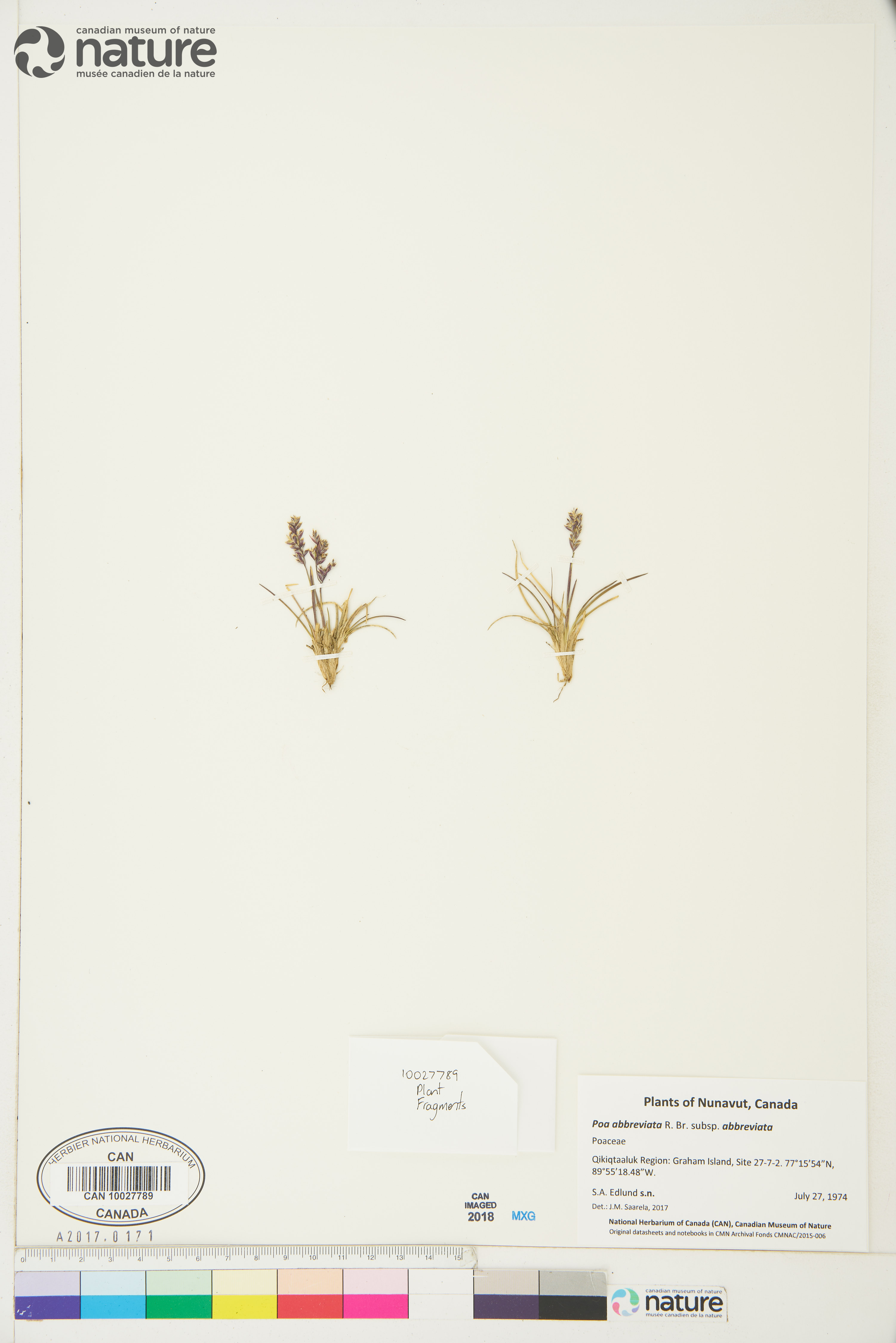 Poa abbreviata image