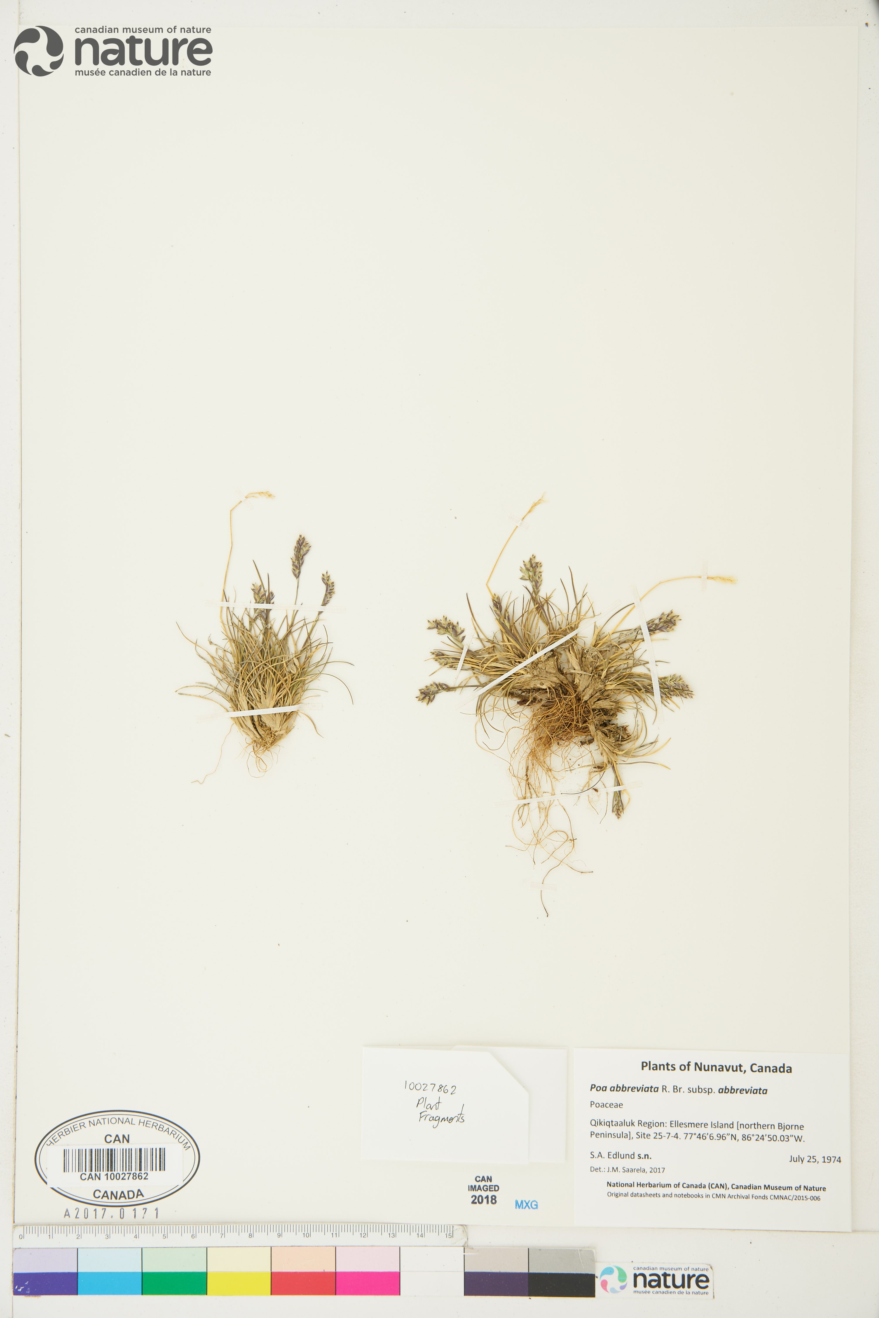Poa abbreviata subsp. abbreviata image