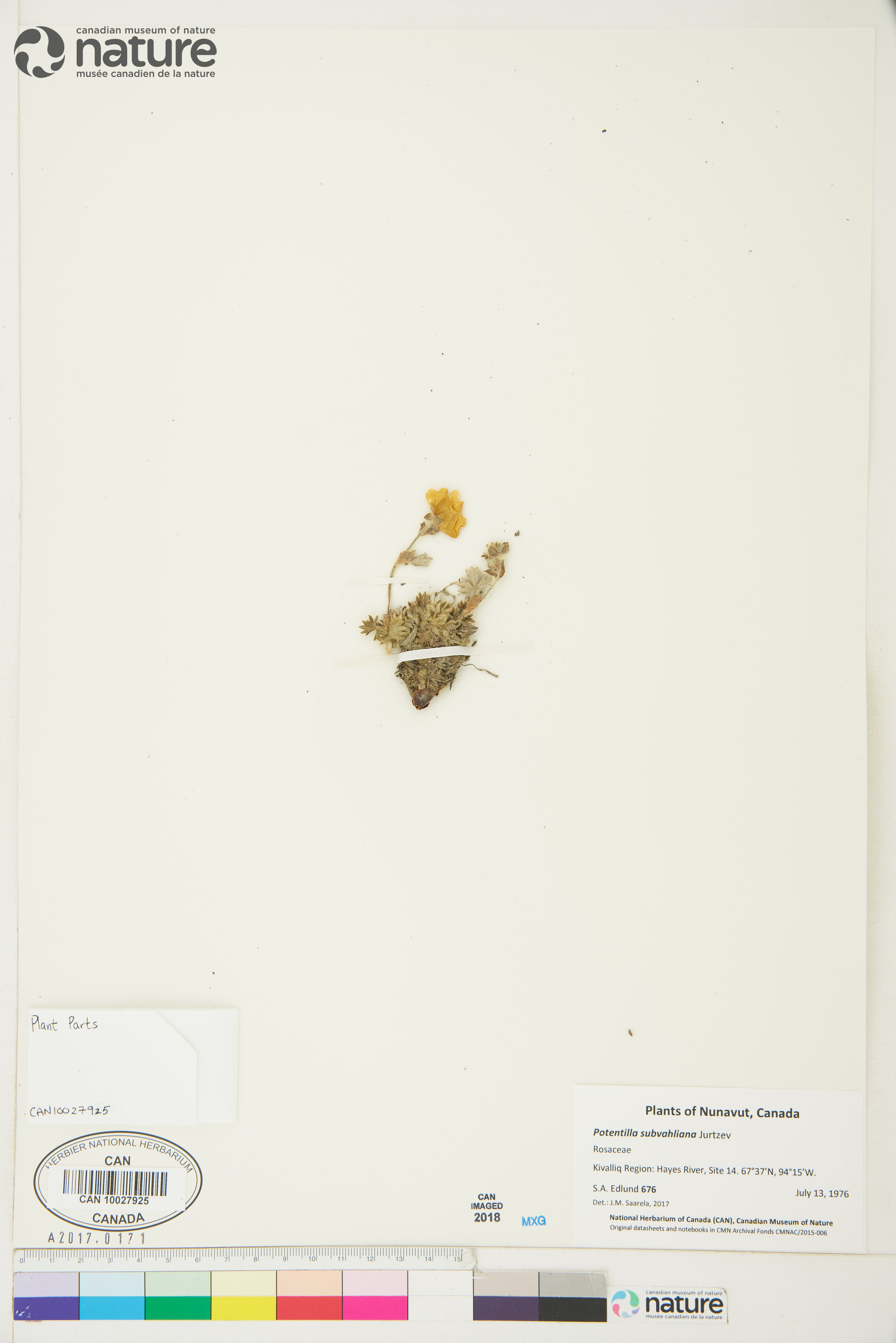 Potentilla subvahliana image
