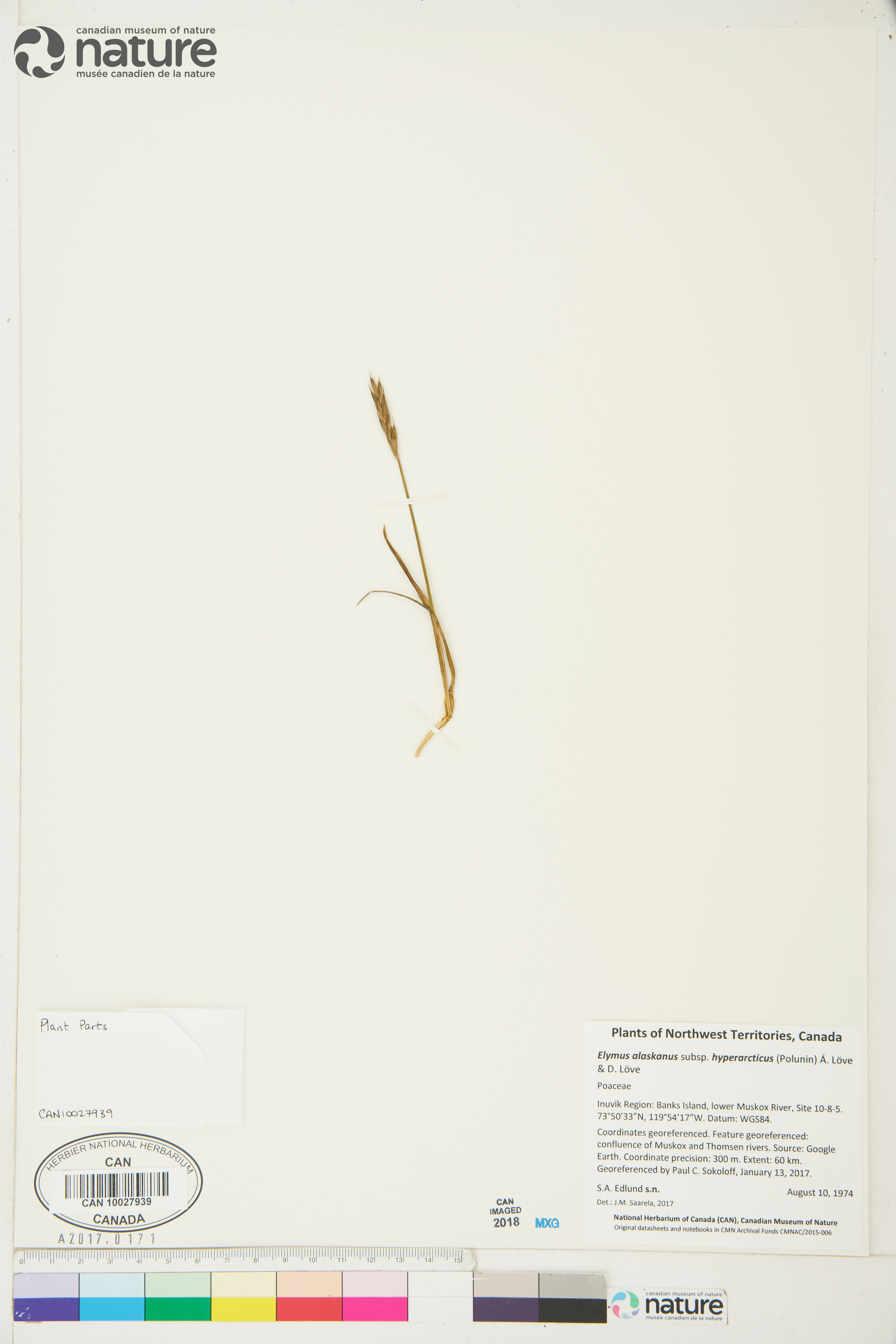 Elymus alaskanus subsp. hyperarcticus image