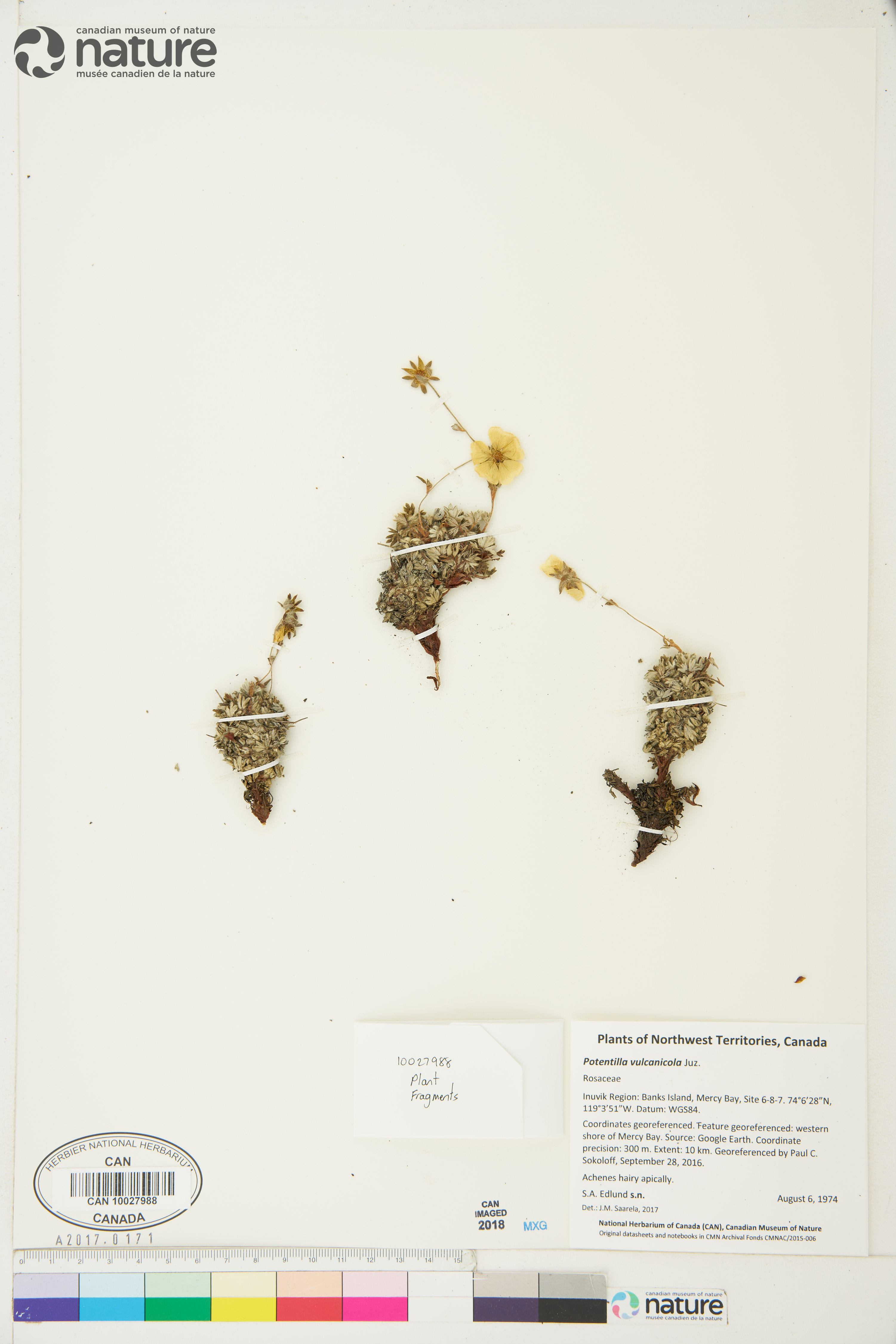 Potentilla vulcanicola image