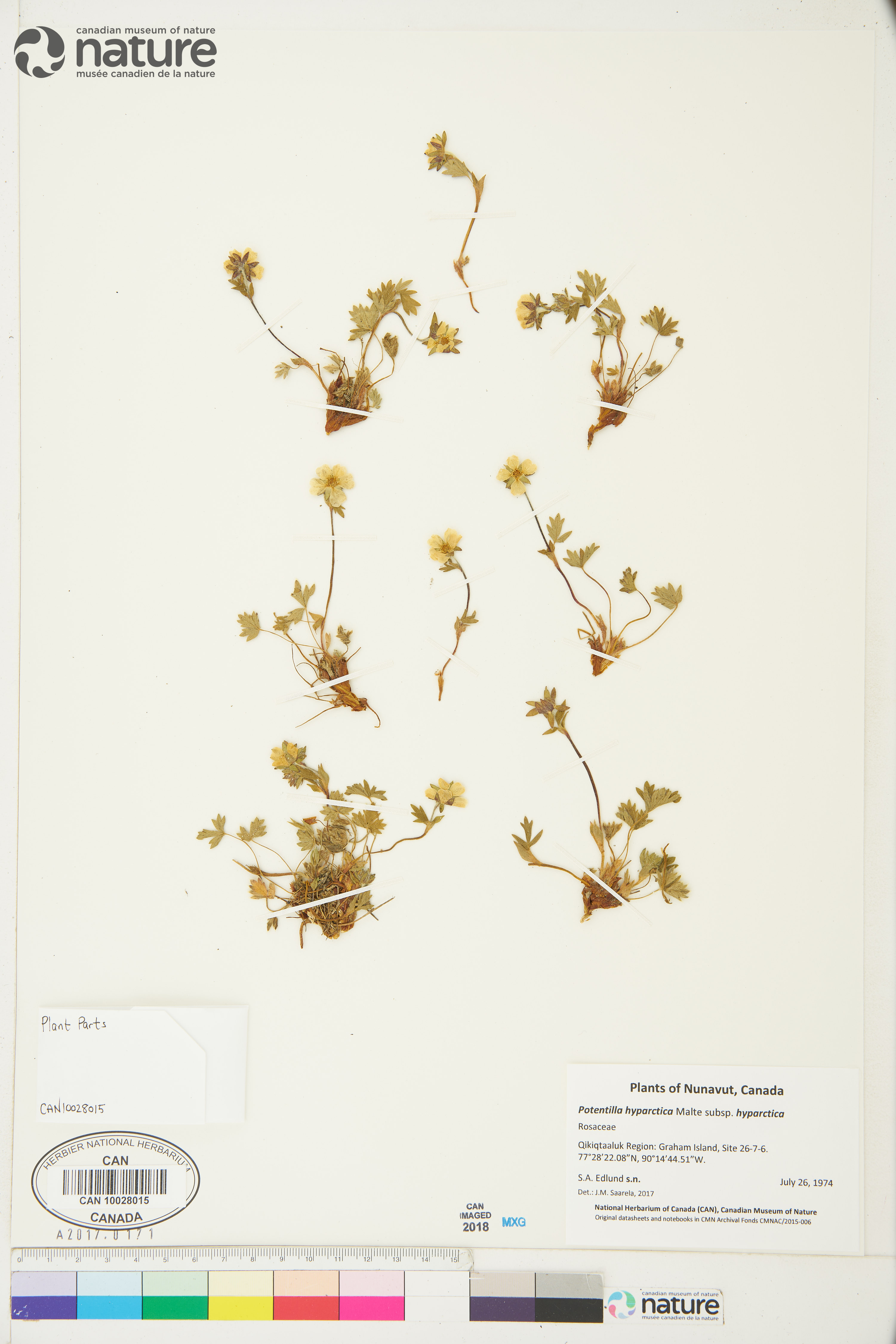 Potentilla hyparctica subsp. hyparctica image