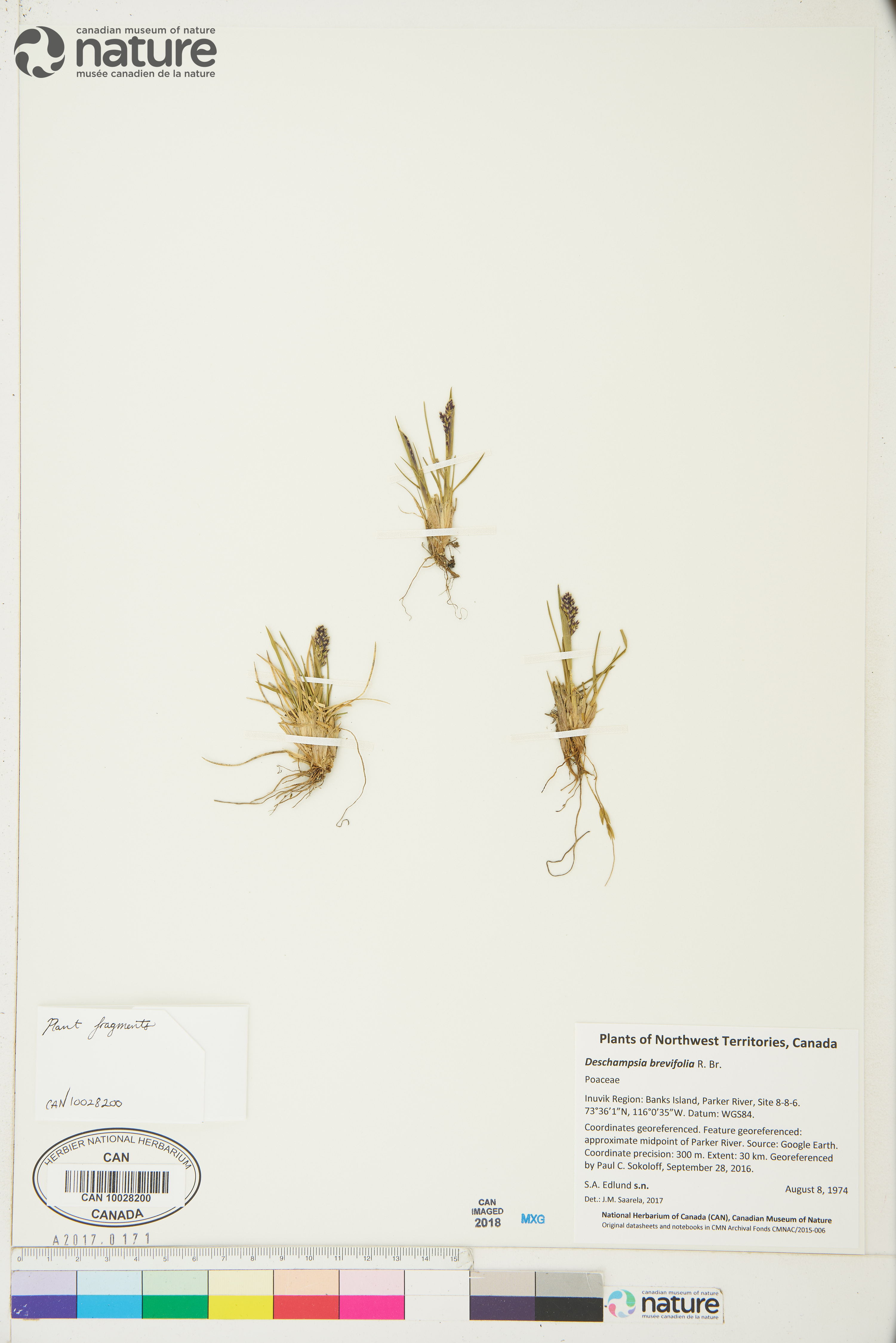 Deschampsia brevifolia image