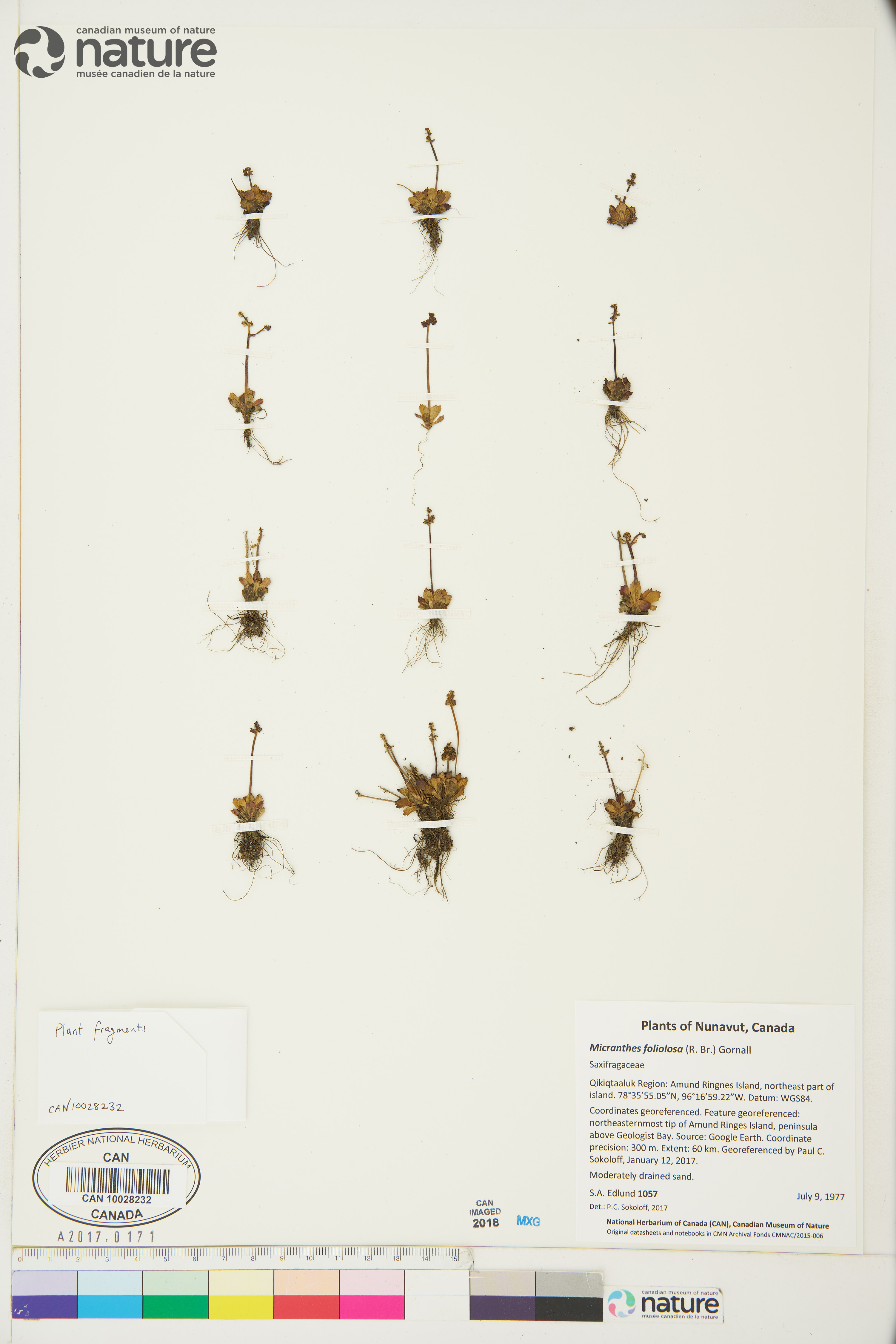 Micranthes foliolosa image