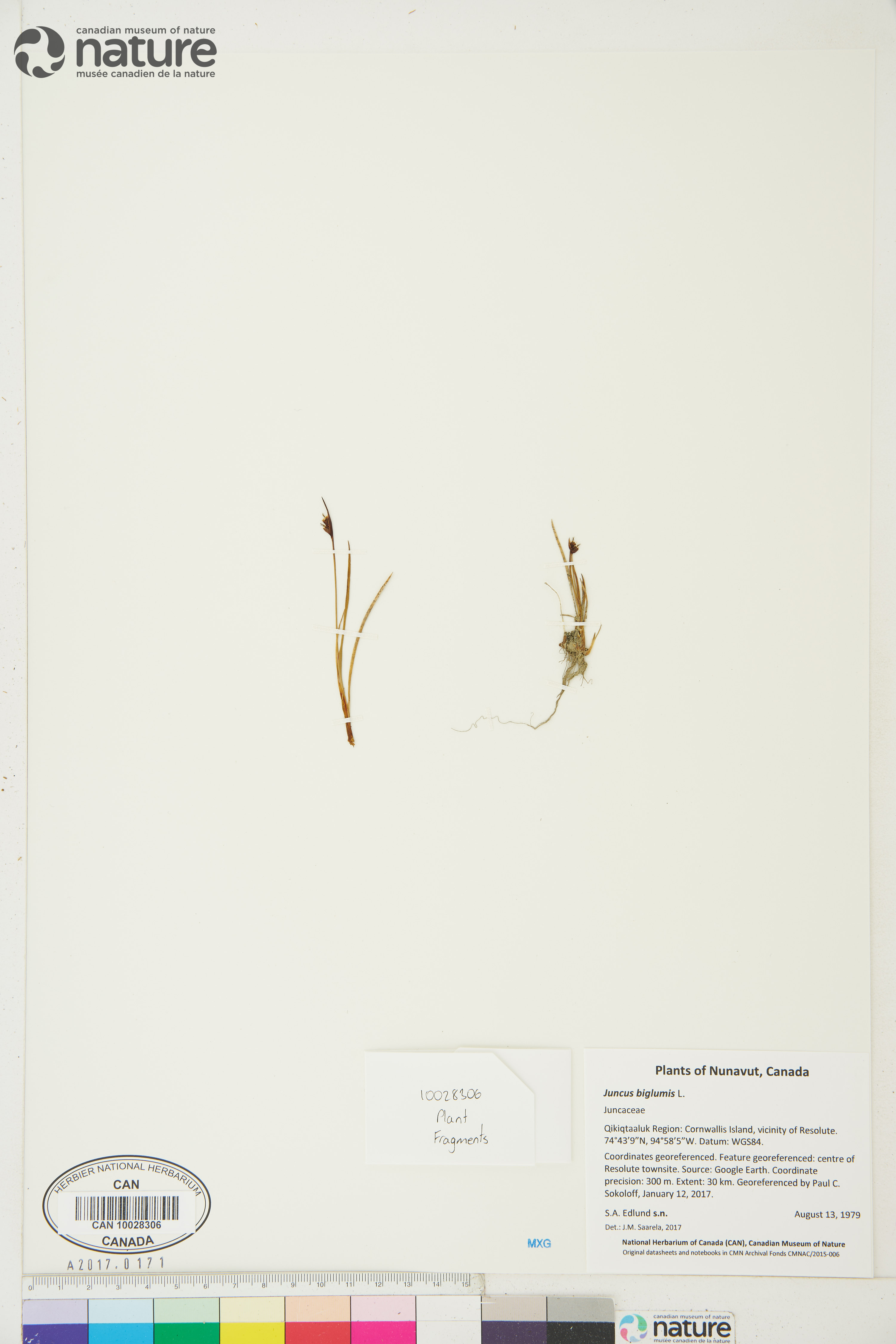 Juncus biglumis image