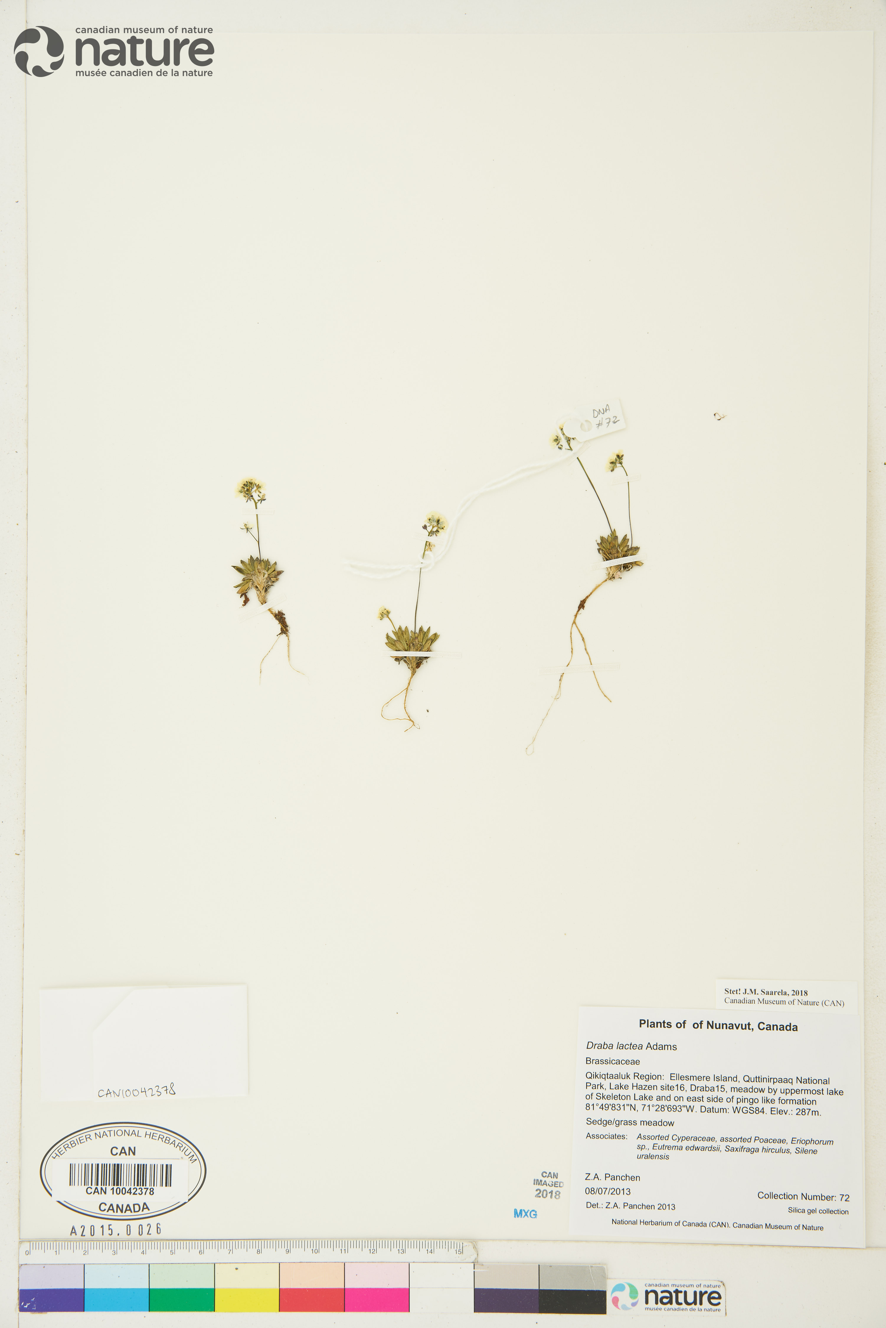 Draba lactea image