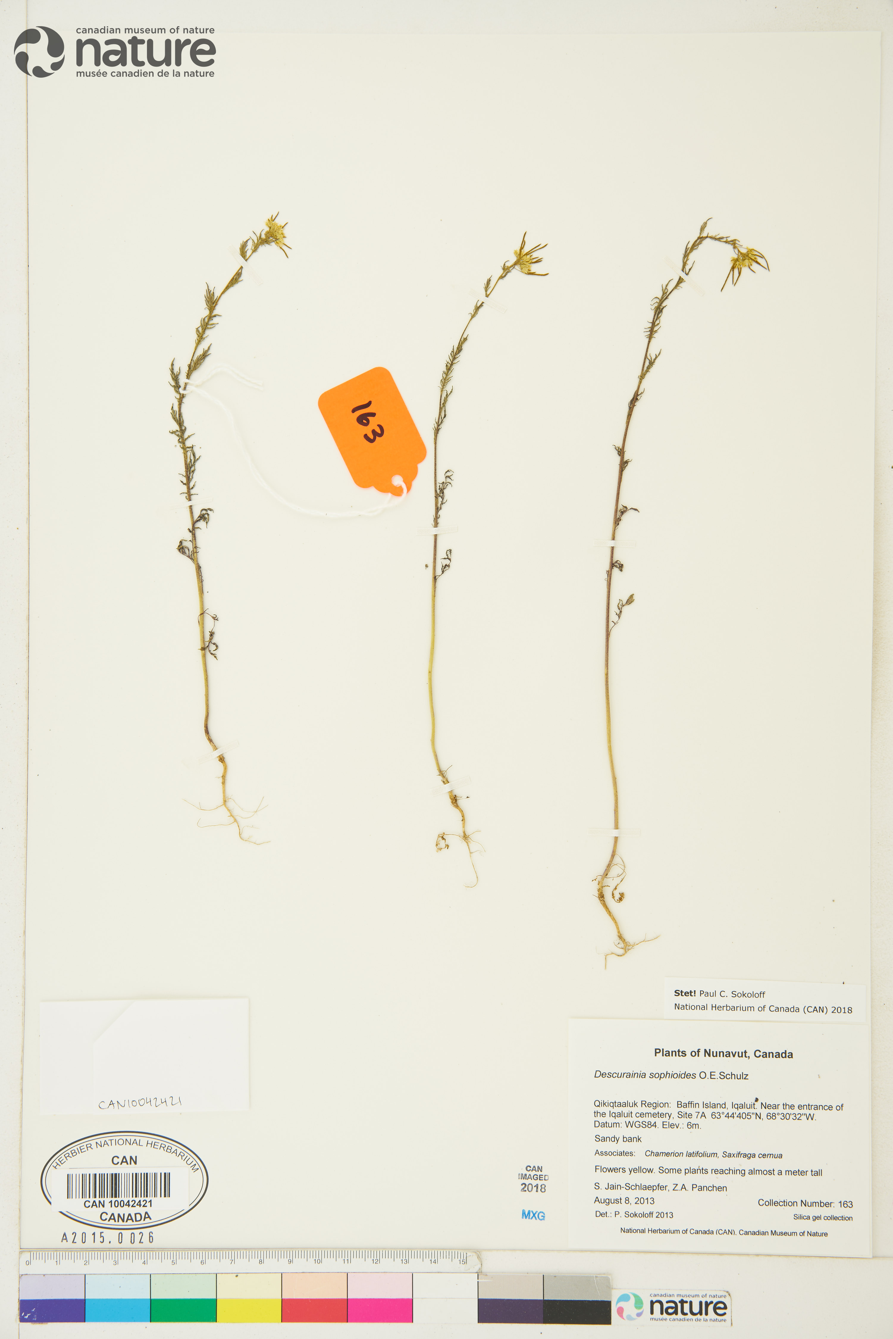 Descurainia sophioides image