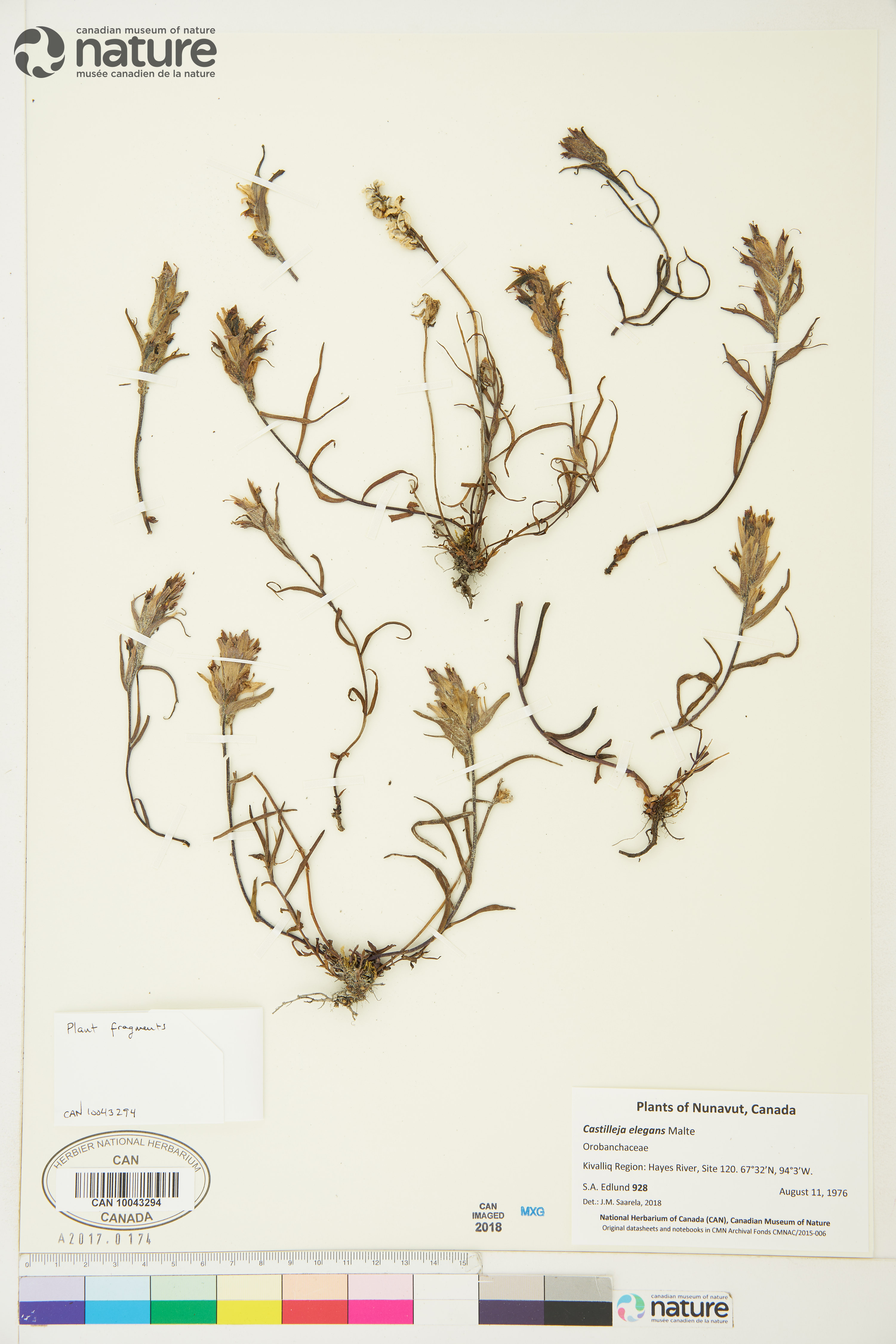 Castilleja elegans image