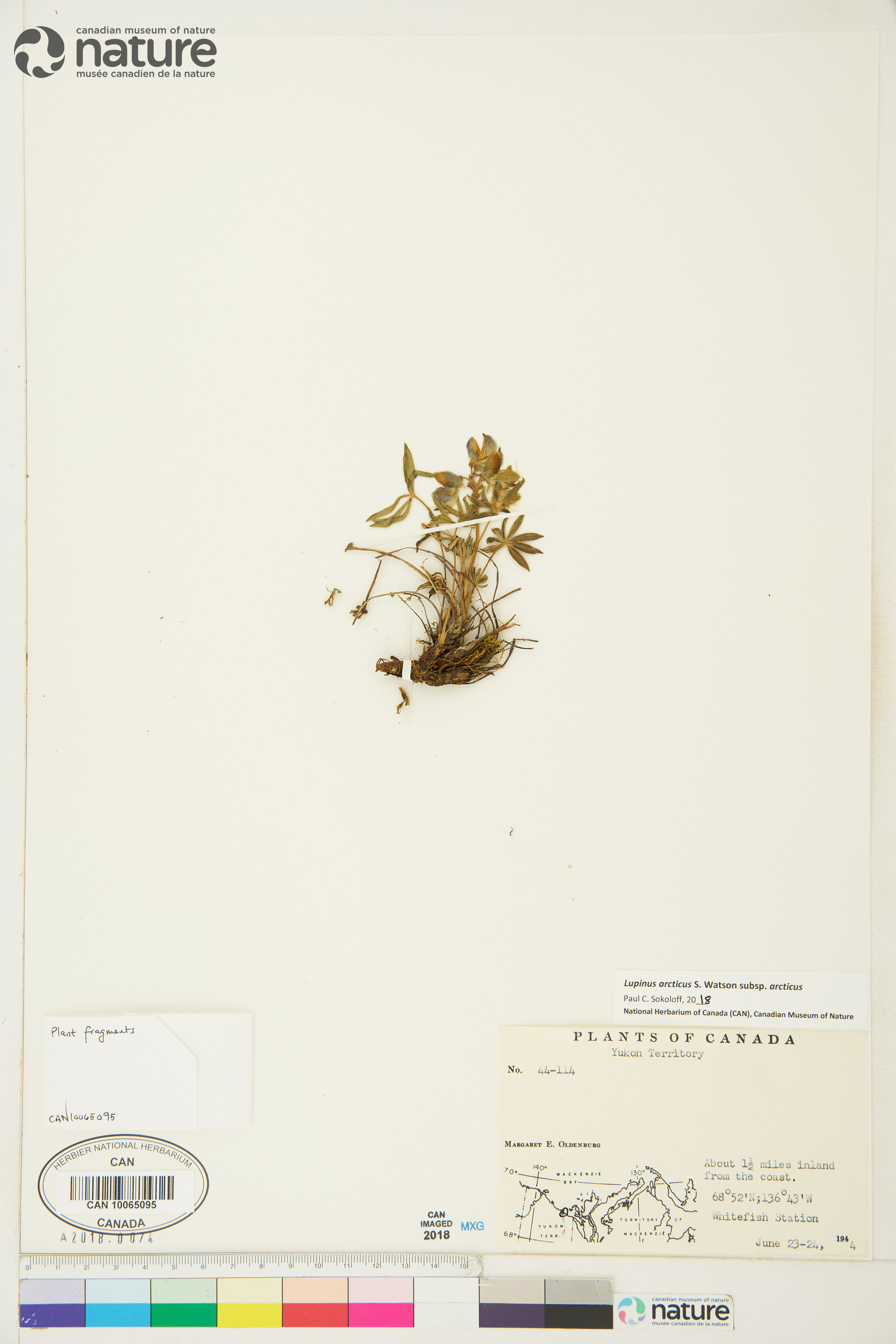 Lupinus arcticus subsp. arcticus image