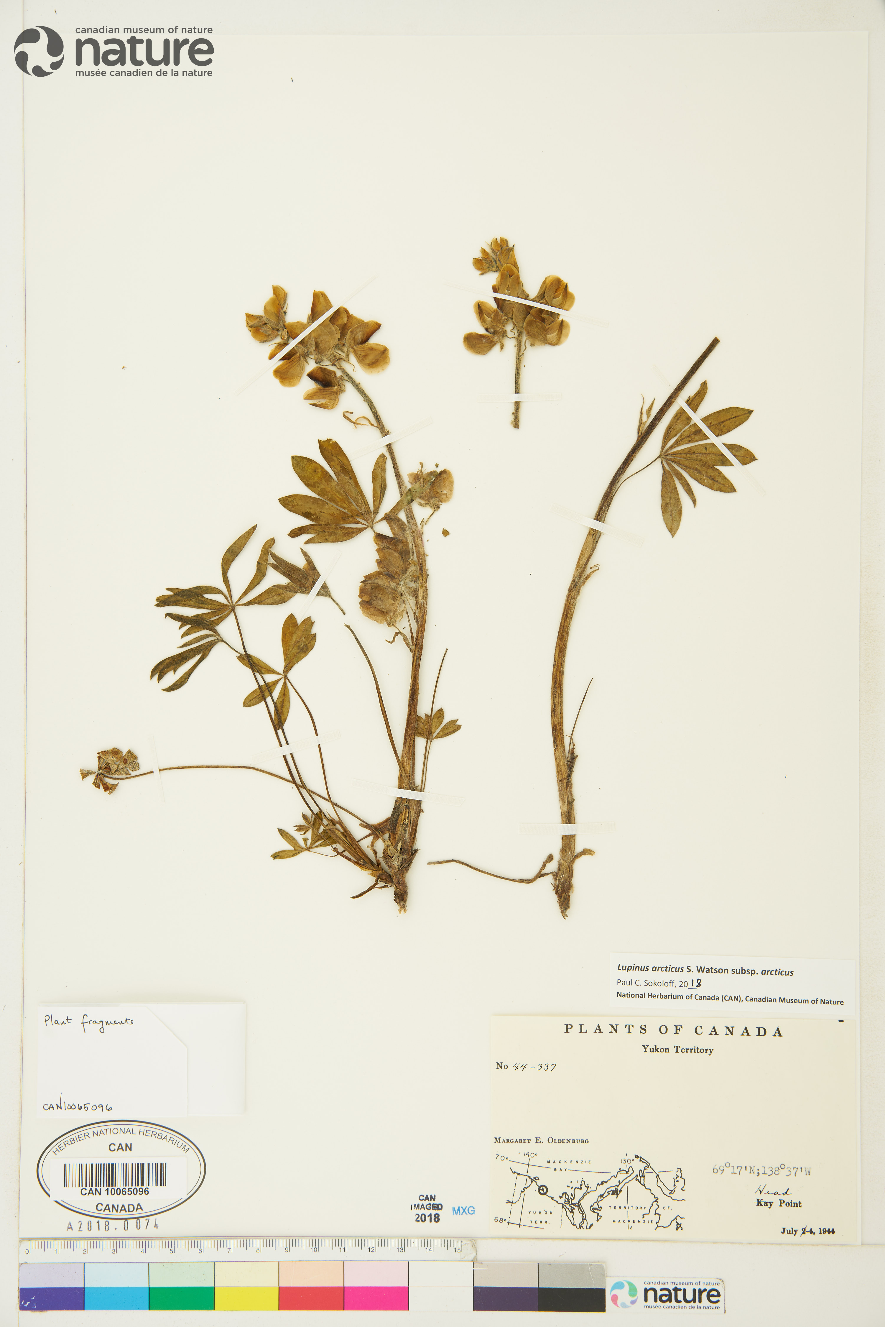 Lupinus arcticus subsp. arcticus image