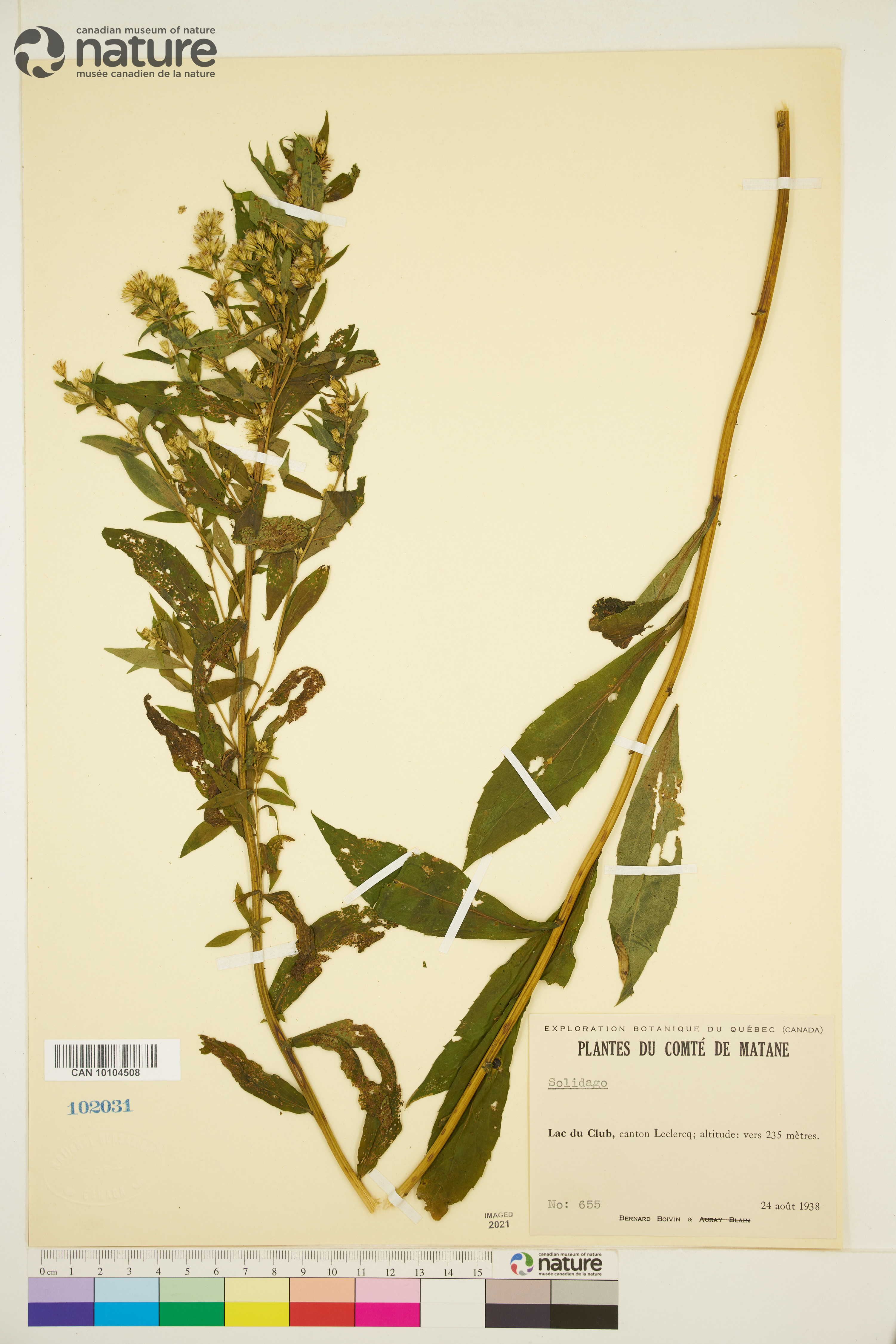 Solidago gillmani image