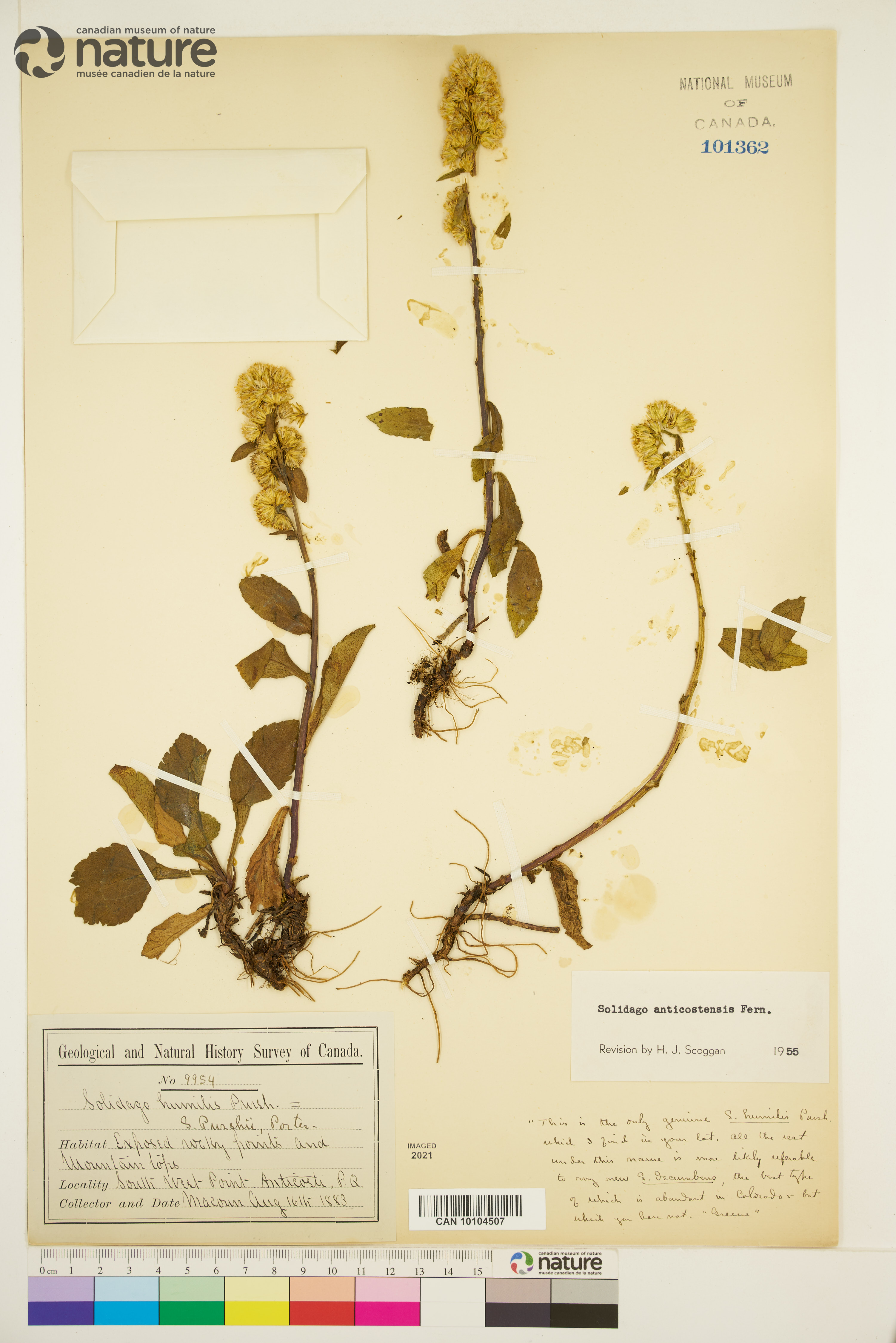 Solidago anticostensis image