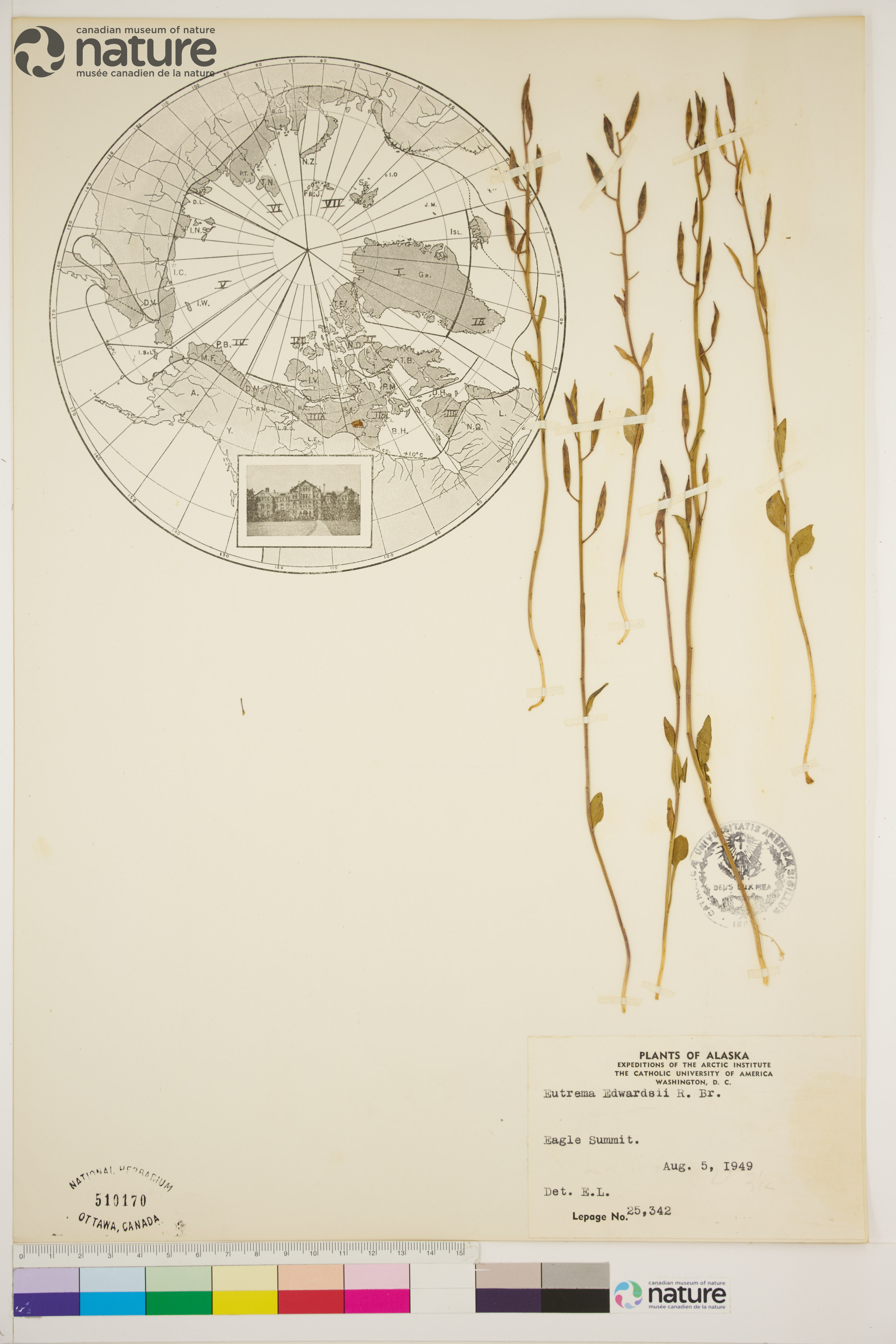 Eutrema integrifolium image