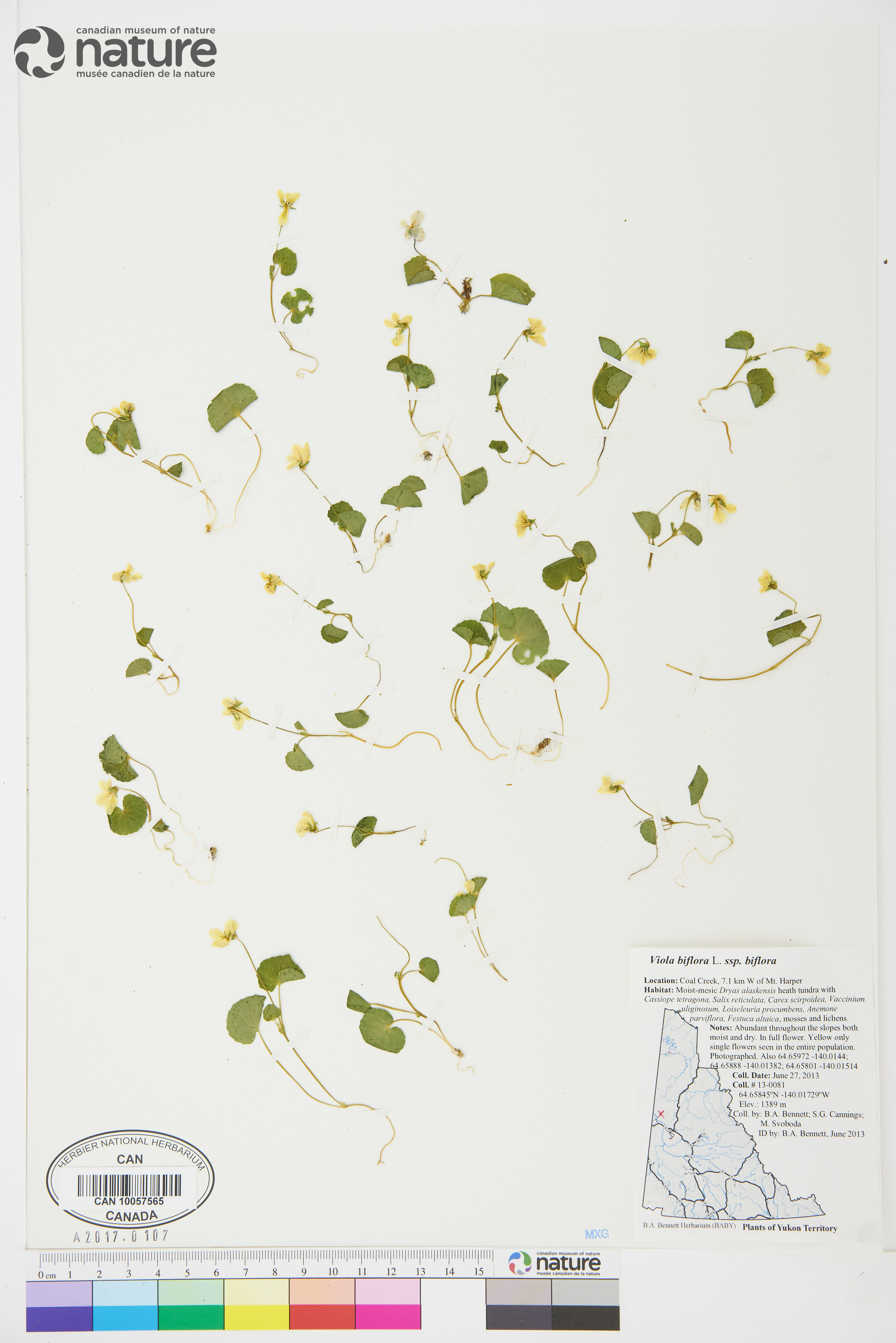 Viola biflora subsp. biflora image
