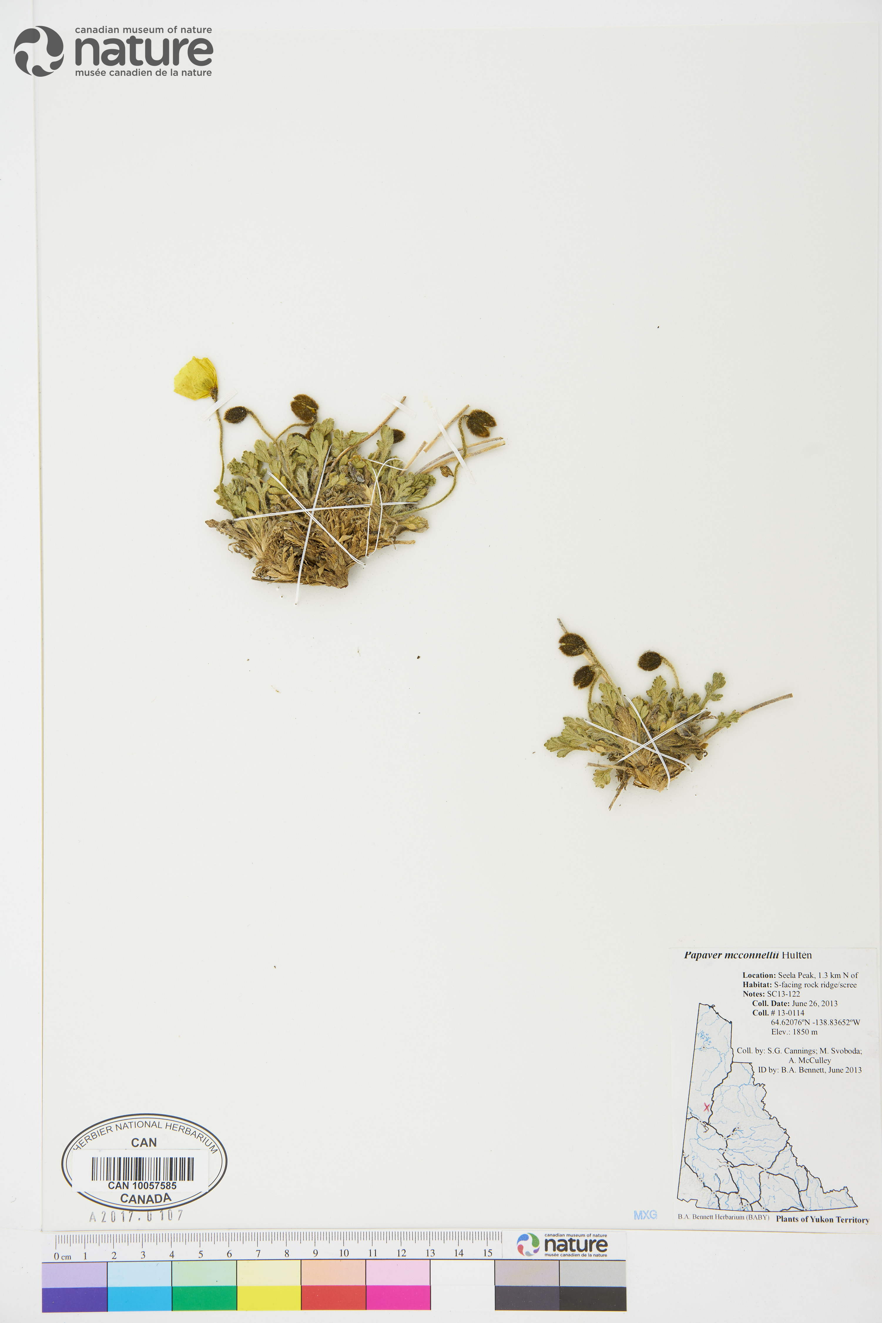 Papaver mcconnellii image