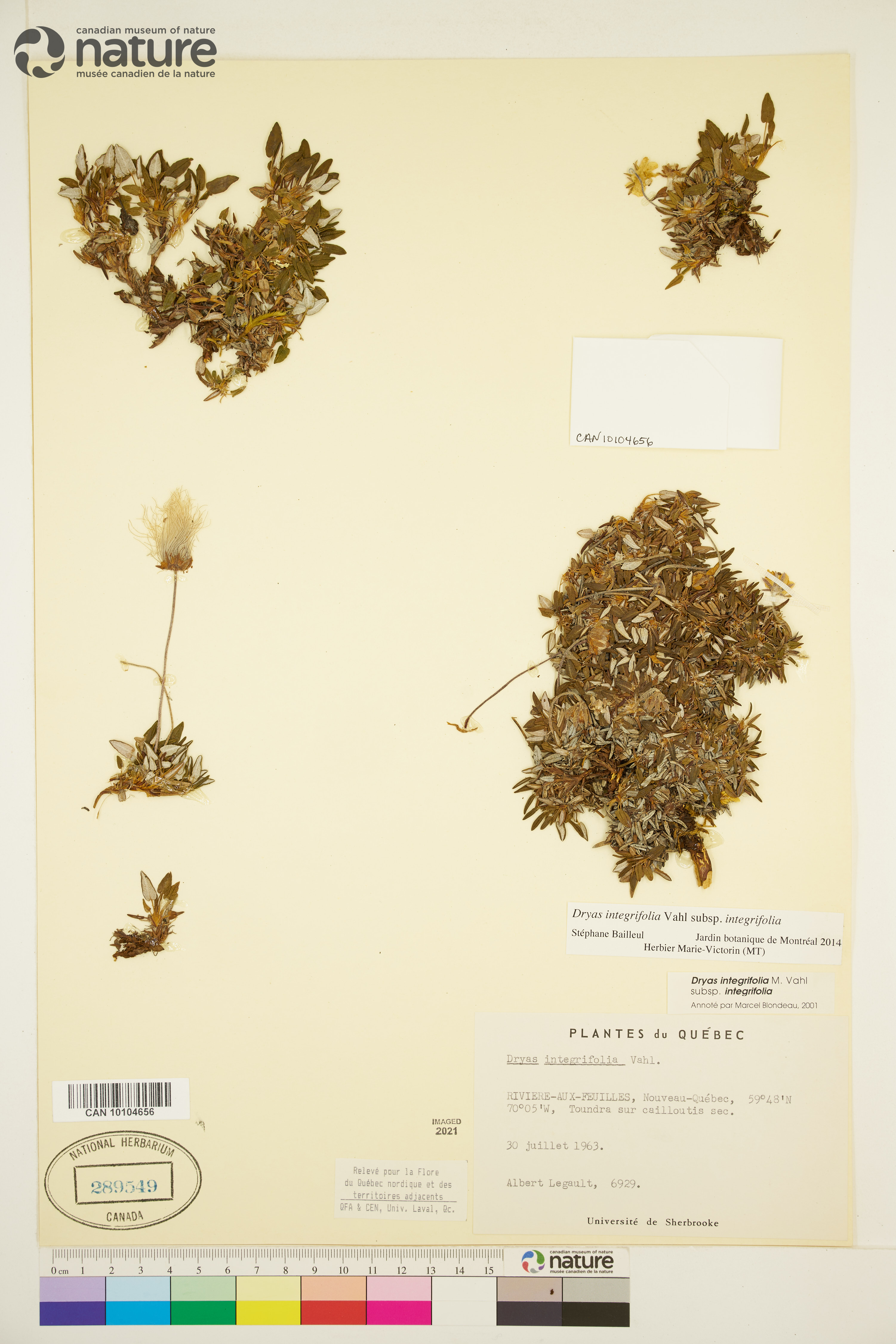 Dryas integrifolia subsp. integrifolia image