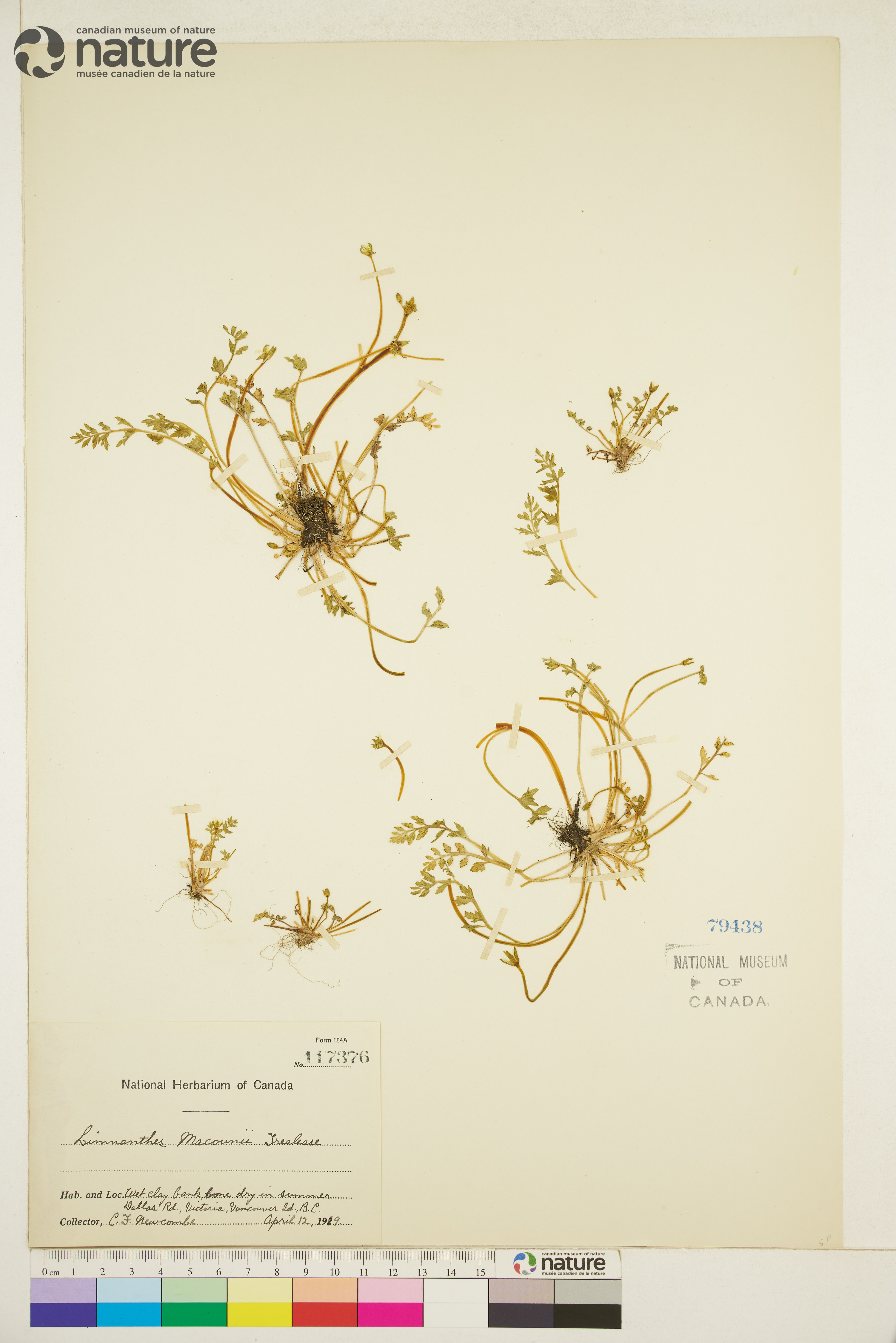 Limnanthes macounii image
