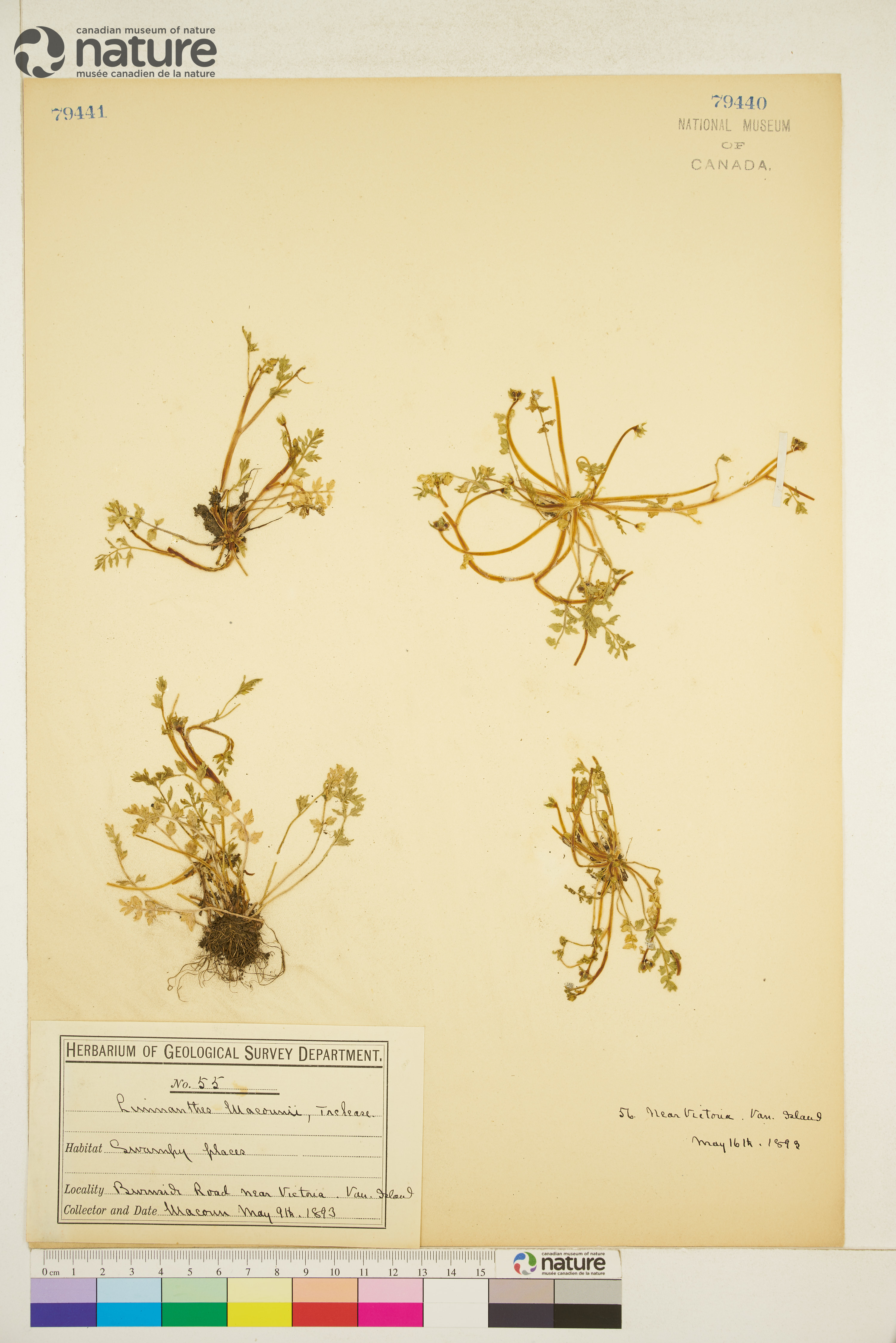 Limnanthes macounii image