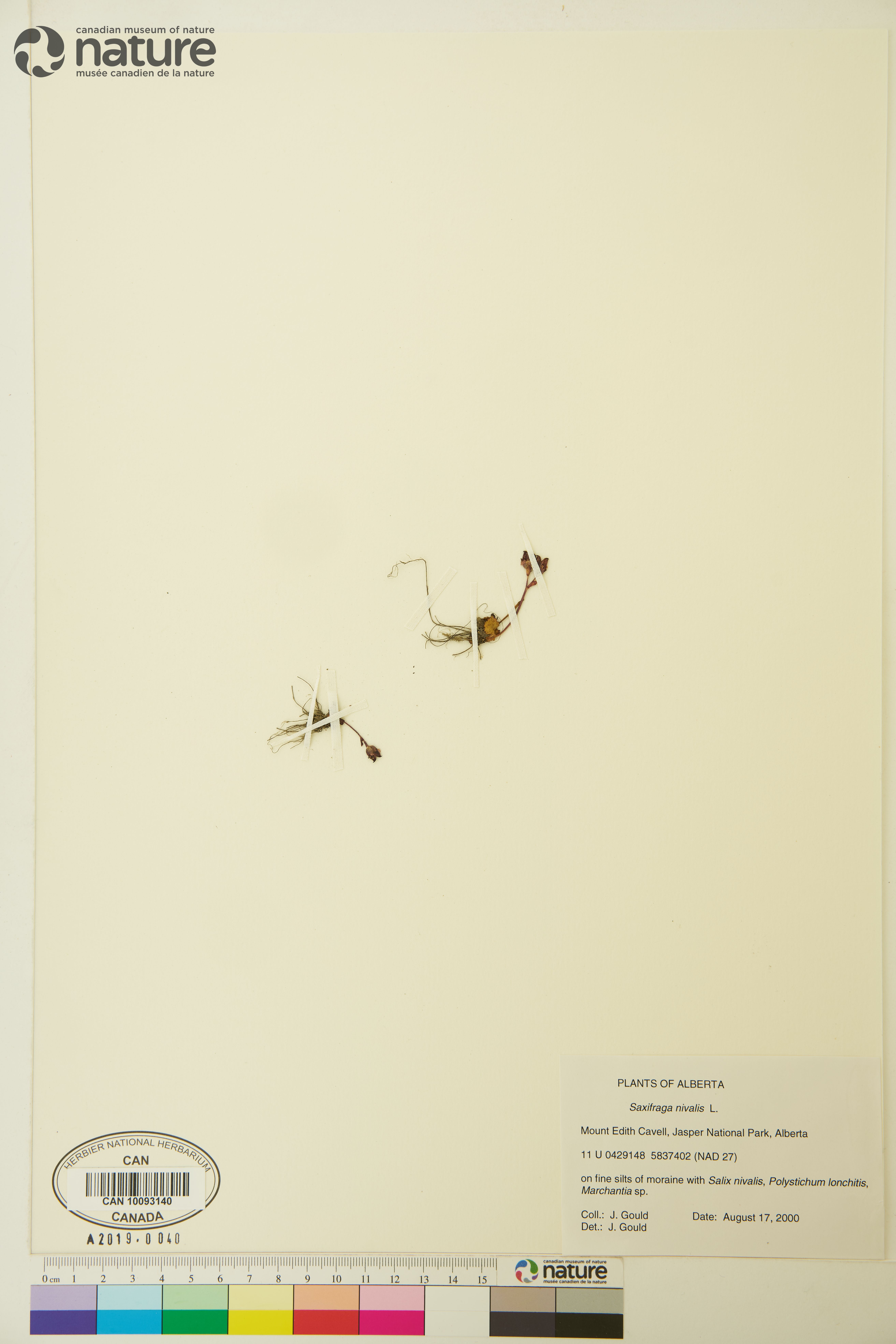 Saxifraga nivalis image