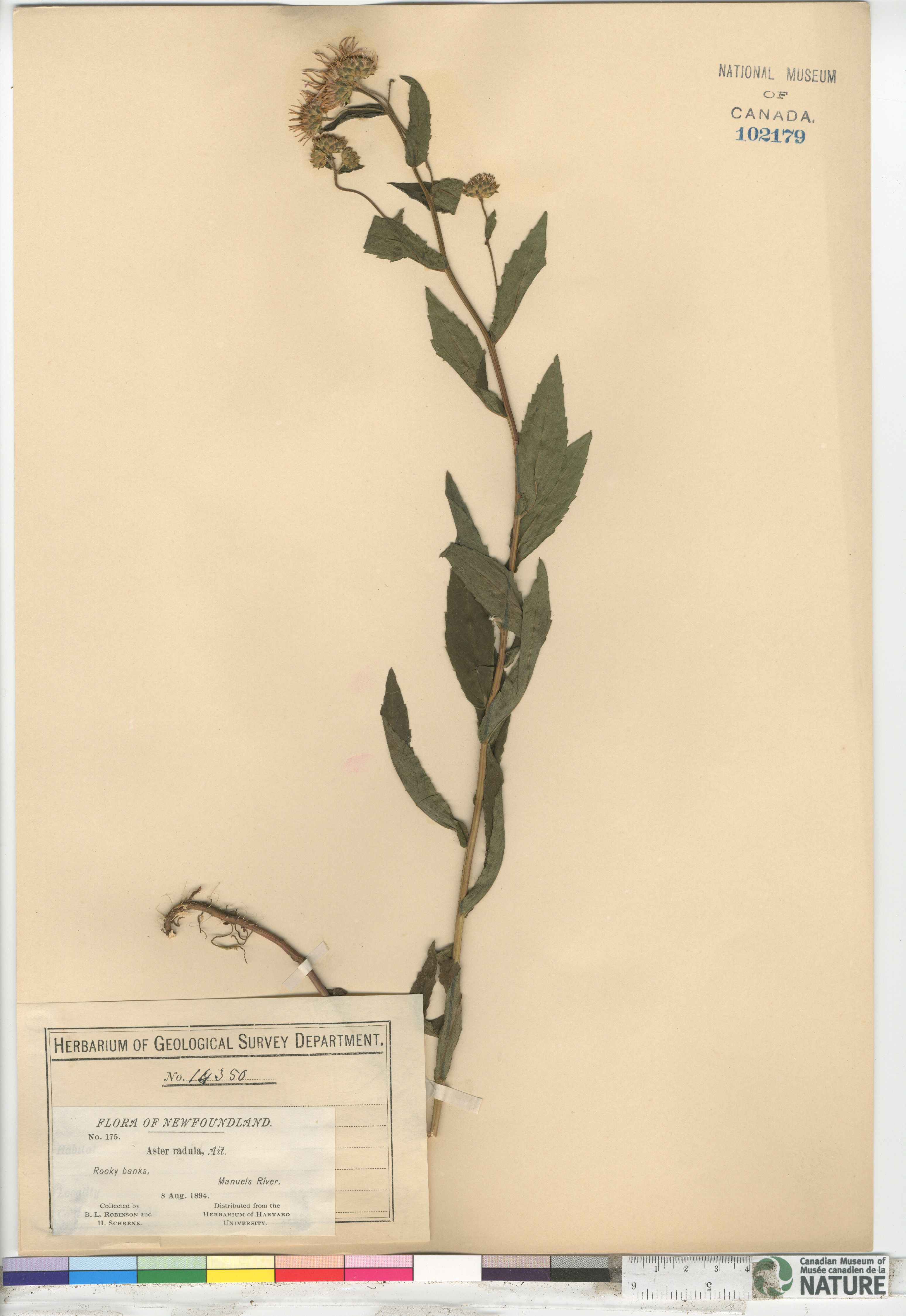 Eurybia radula image