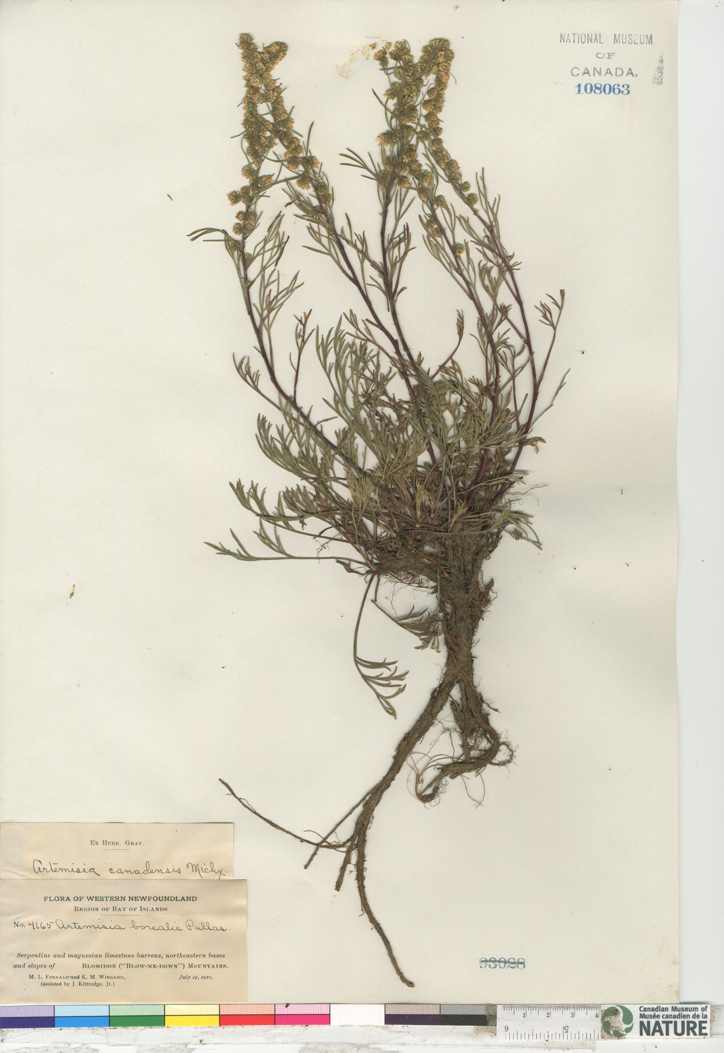 Artemisia canadensis image