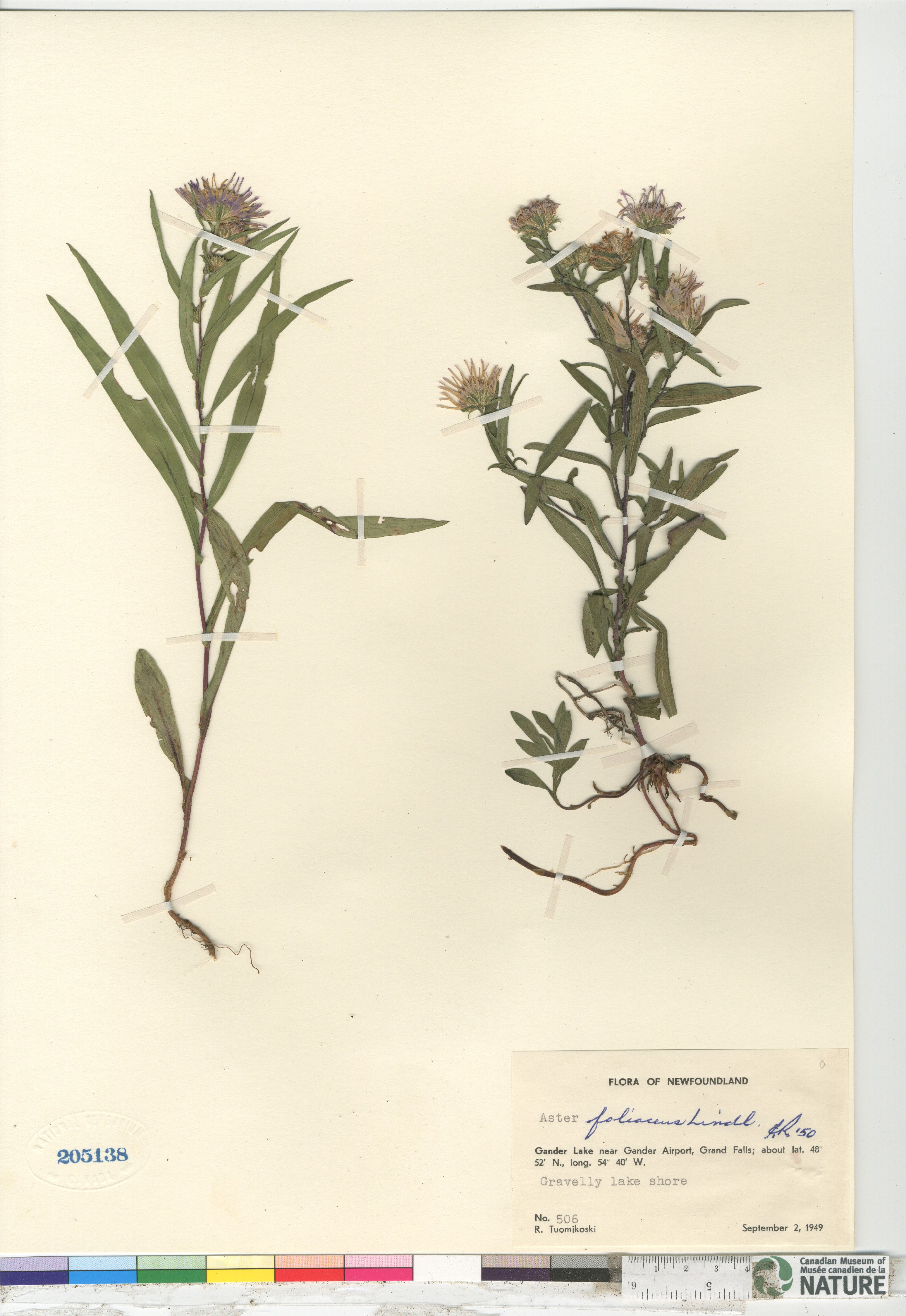Symphyotrichum foliaceum var. foliaceum image