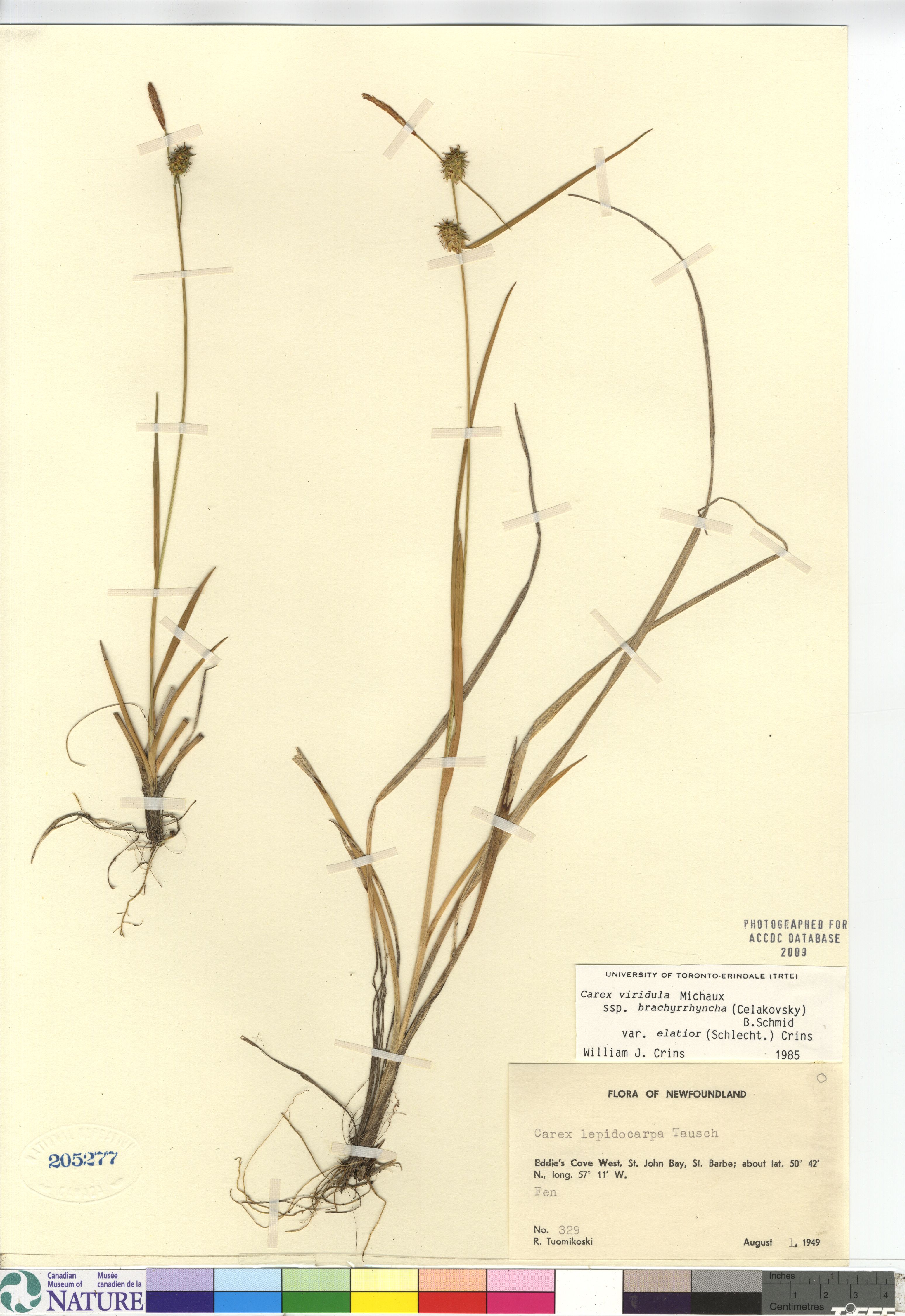 Carex viridula var. elatior image