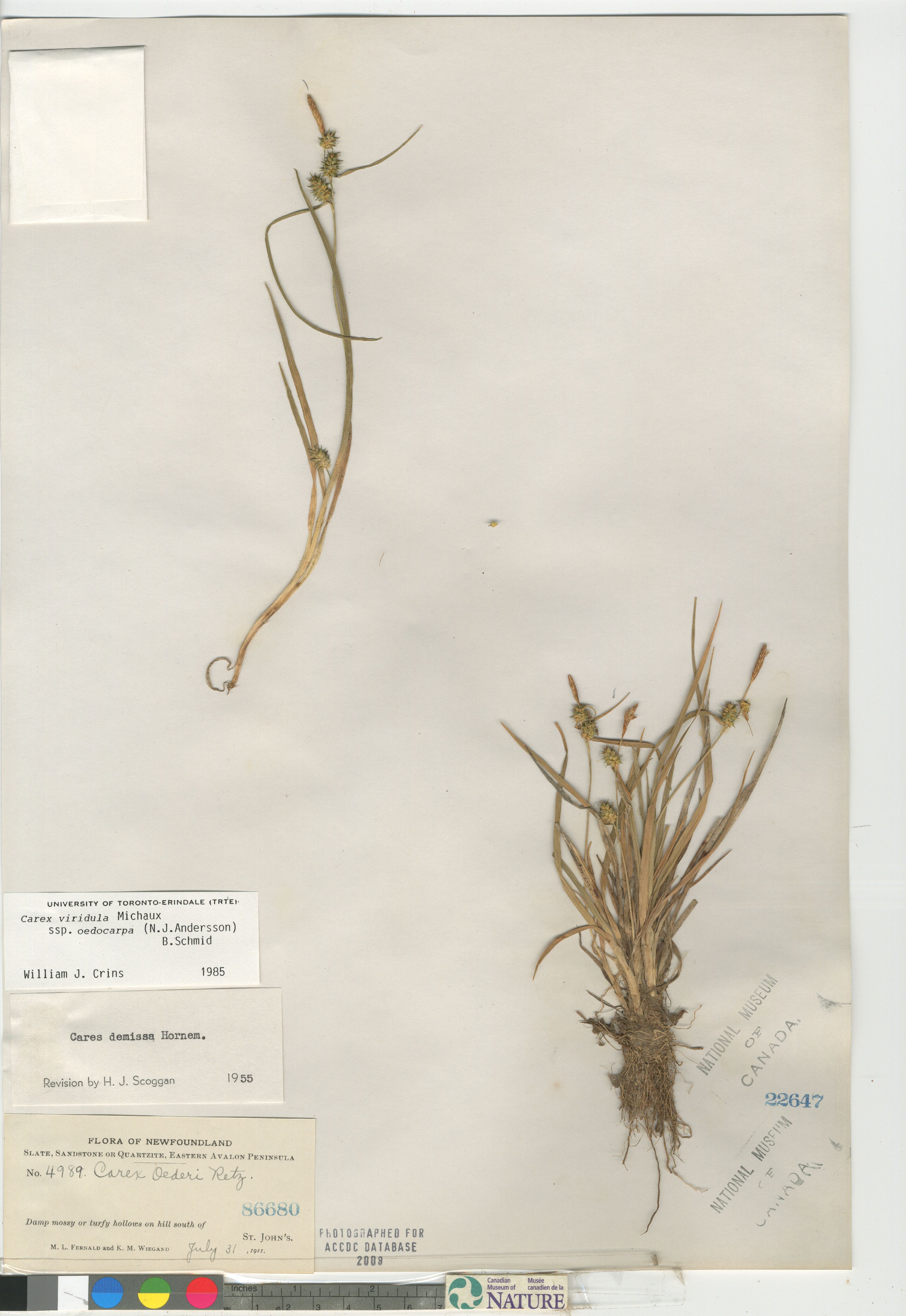 Carex viridula subsp. oedocarpa image