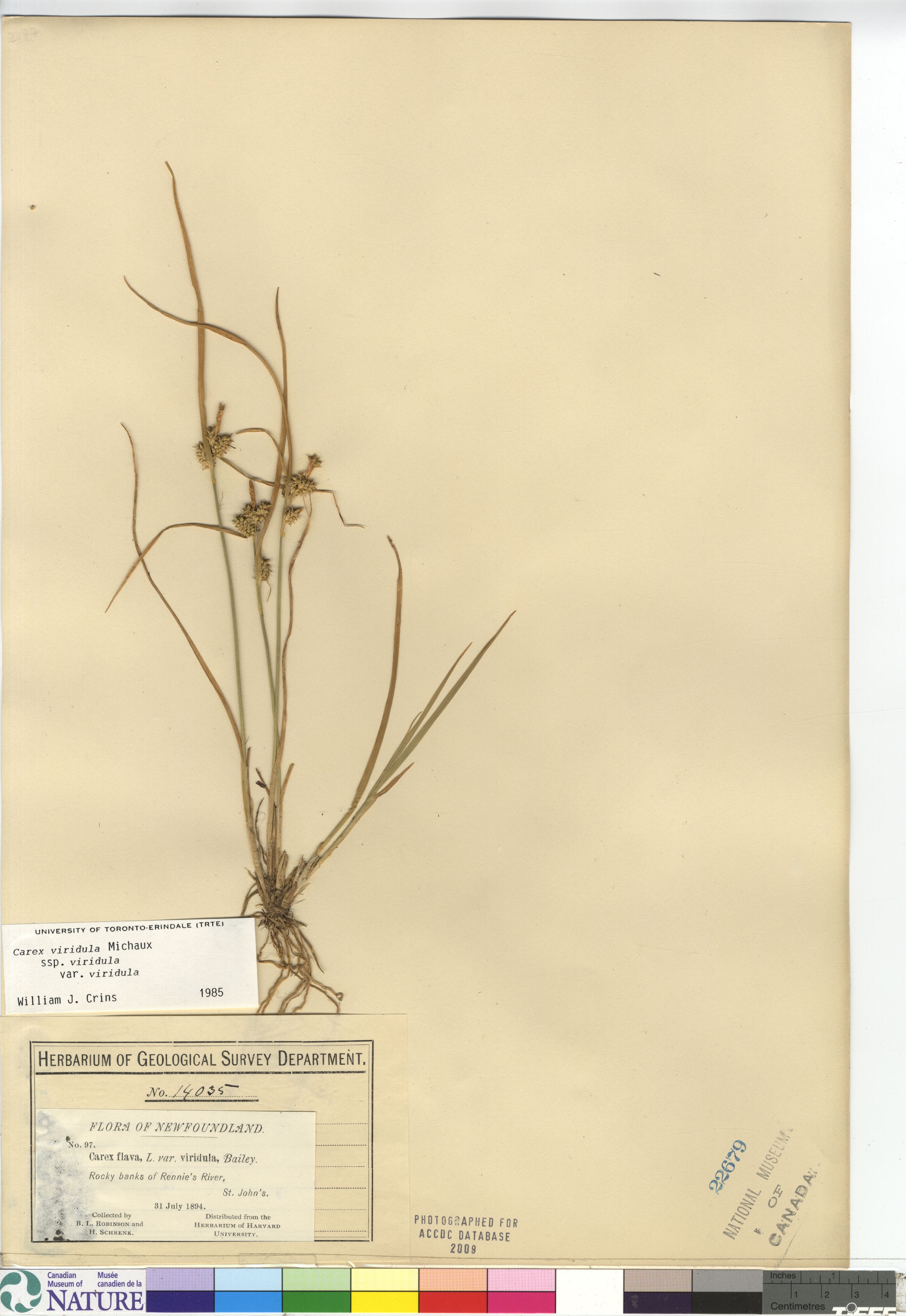 Carex viridula var. viridula image
