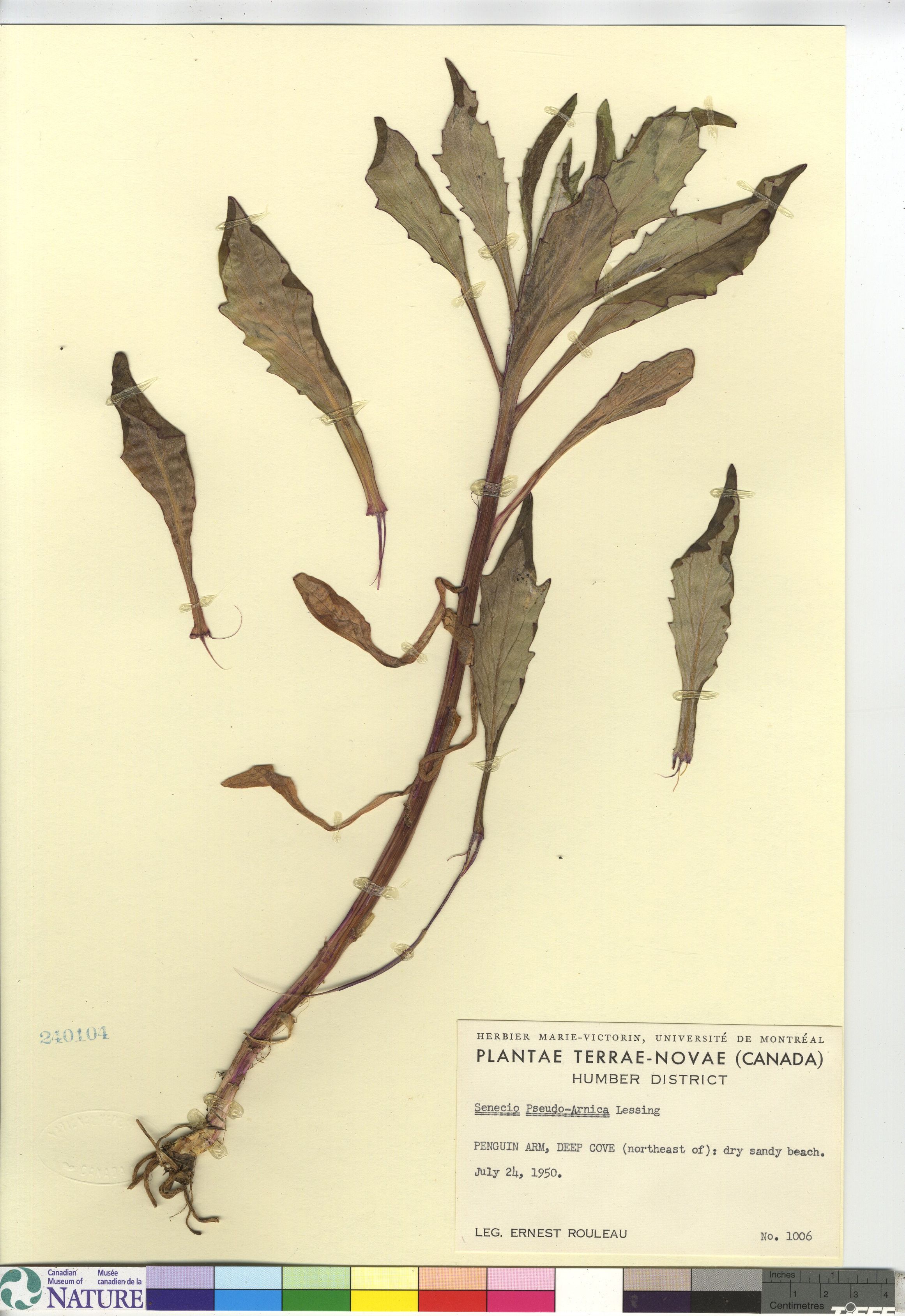 Senecio pseudoarnica image