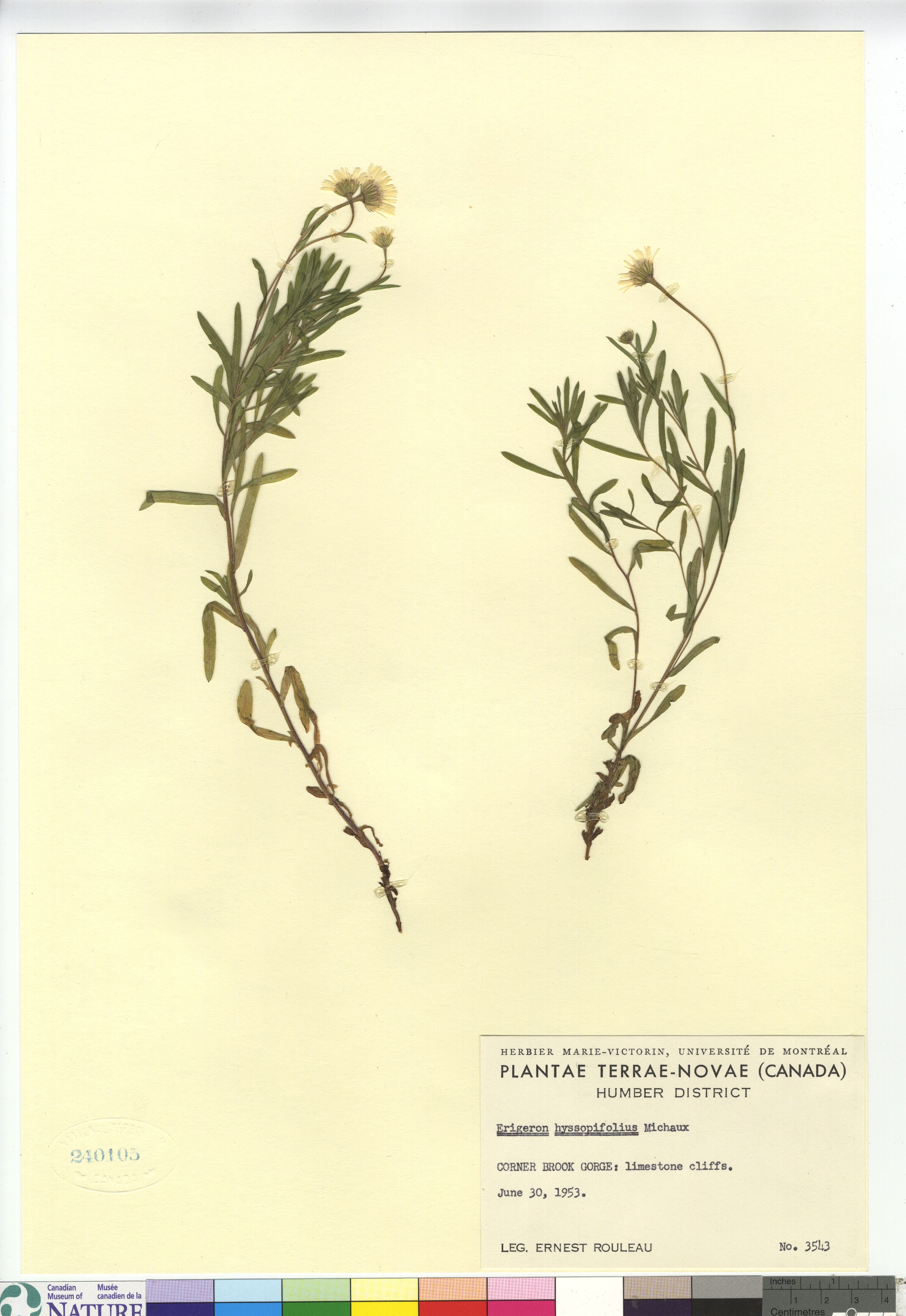 Erigeron hyssopifolius image
