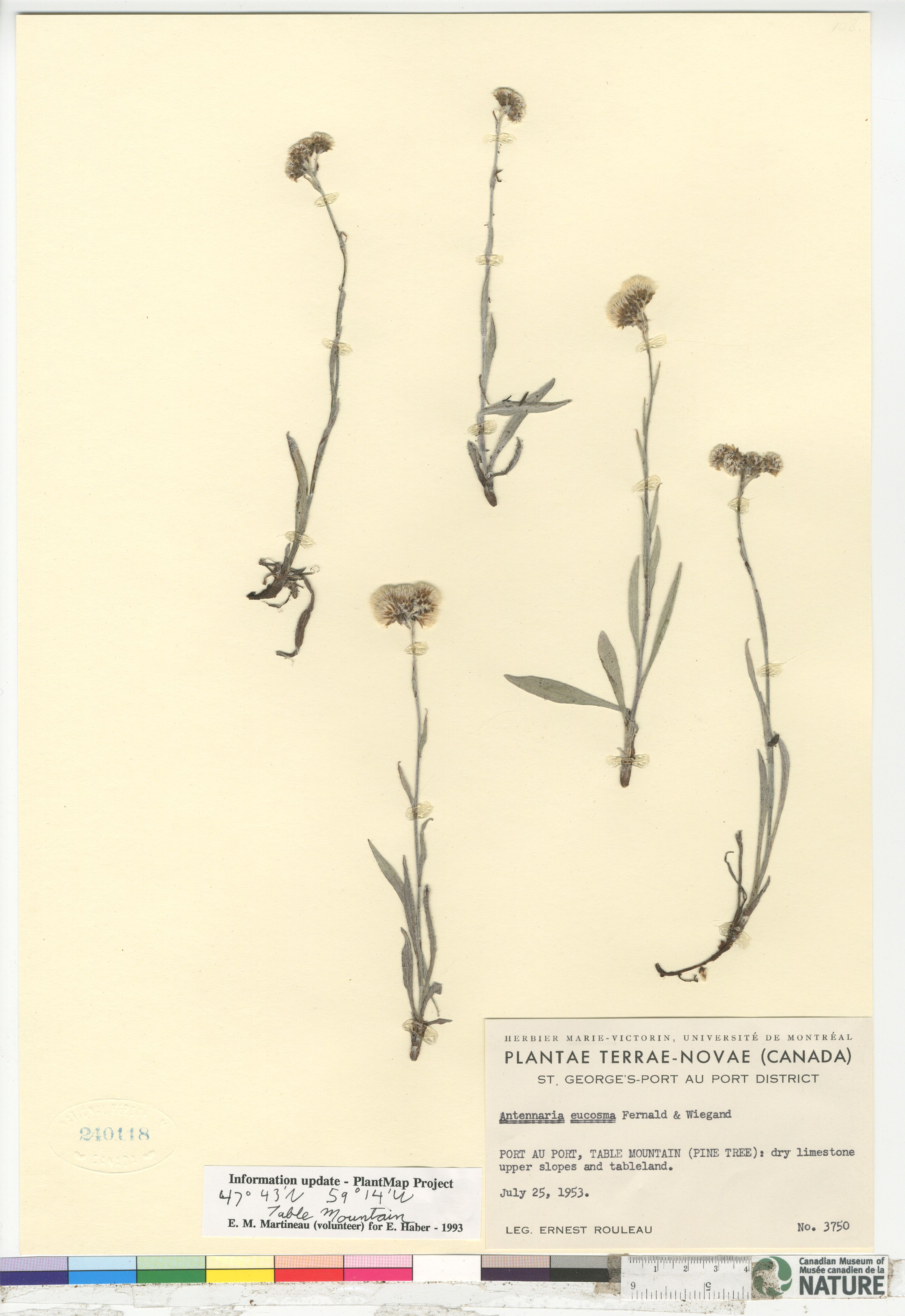 Antennaria eucosma image