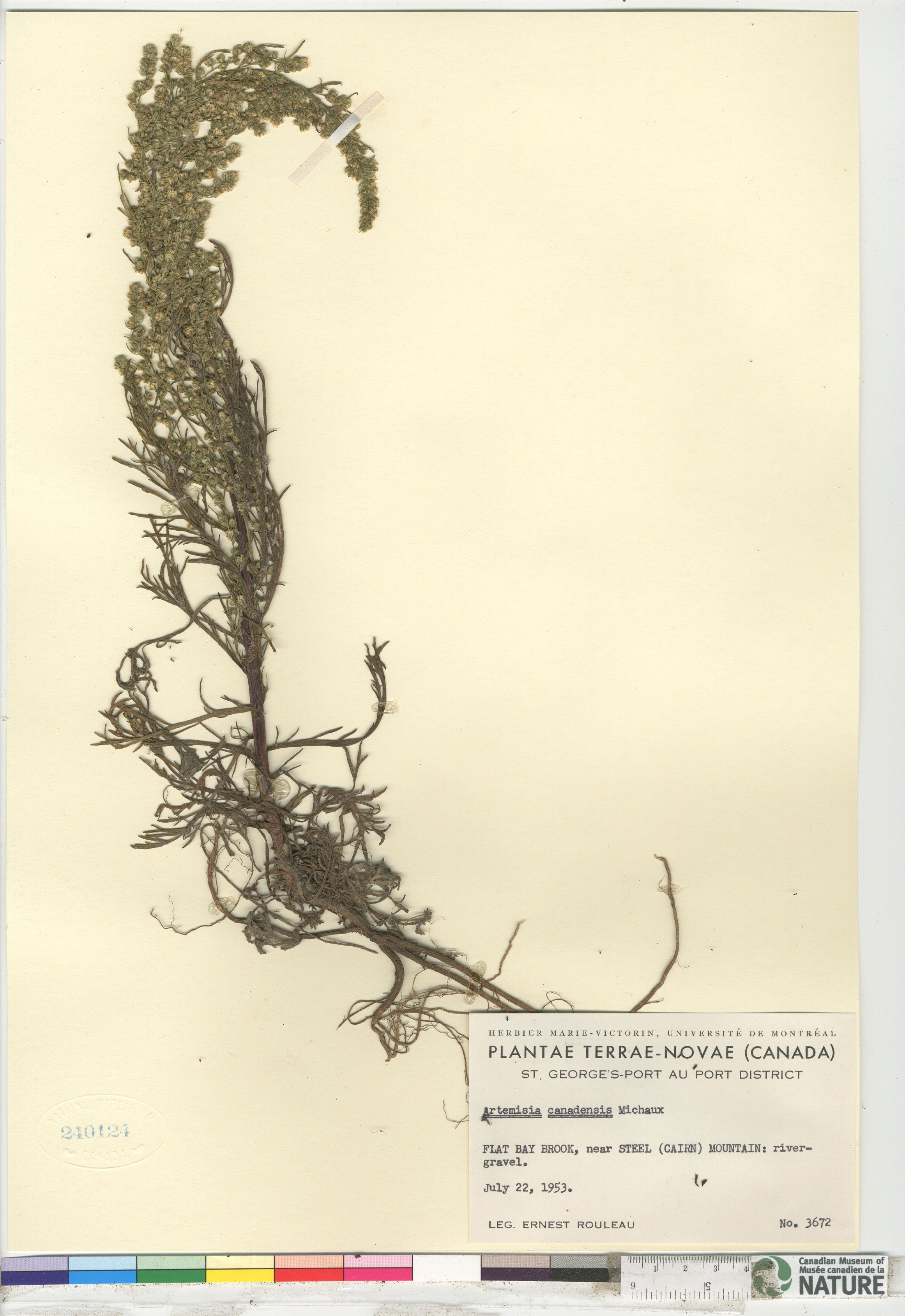 Artemisia canadensis image